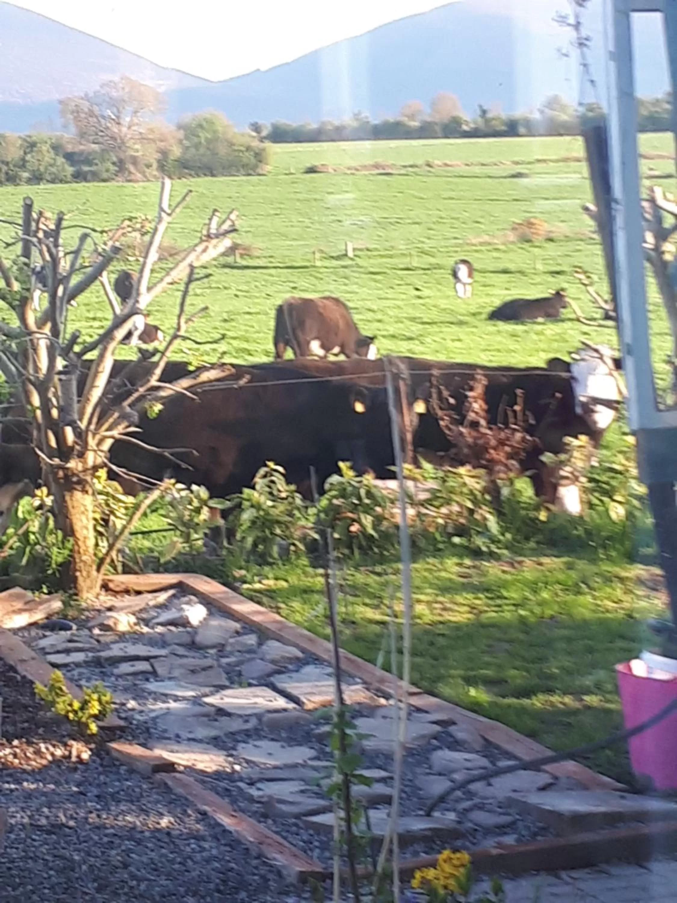 Animals in Annaswood B&B