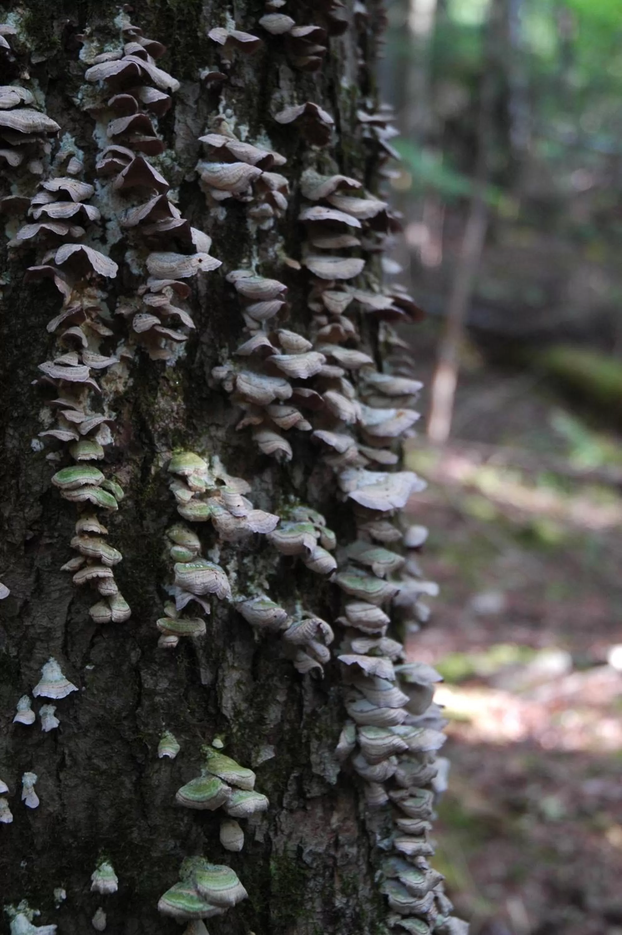 Spring, Other Animals in Auberge Micro-Brasserie Le Baril Roulant