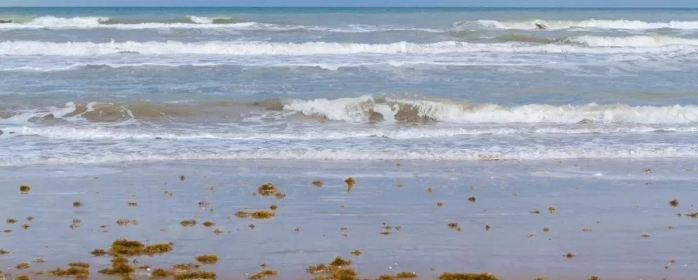 Beach in La Internacional Condominiums #210