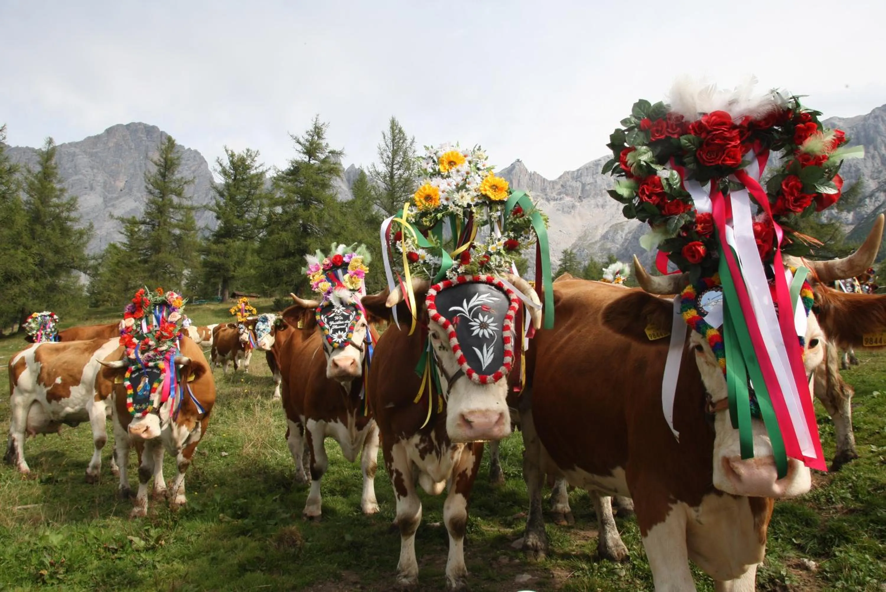 Animals in Hotel Pichlmayrgut