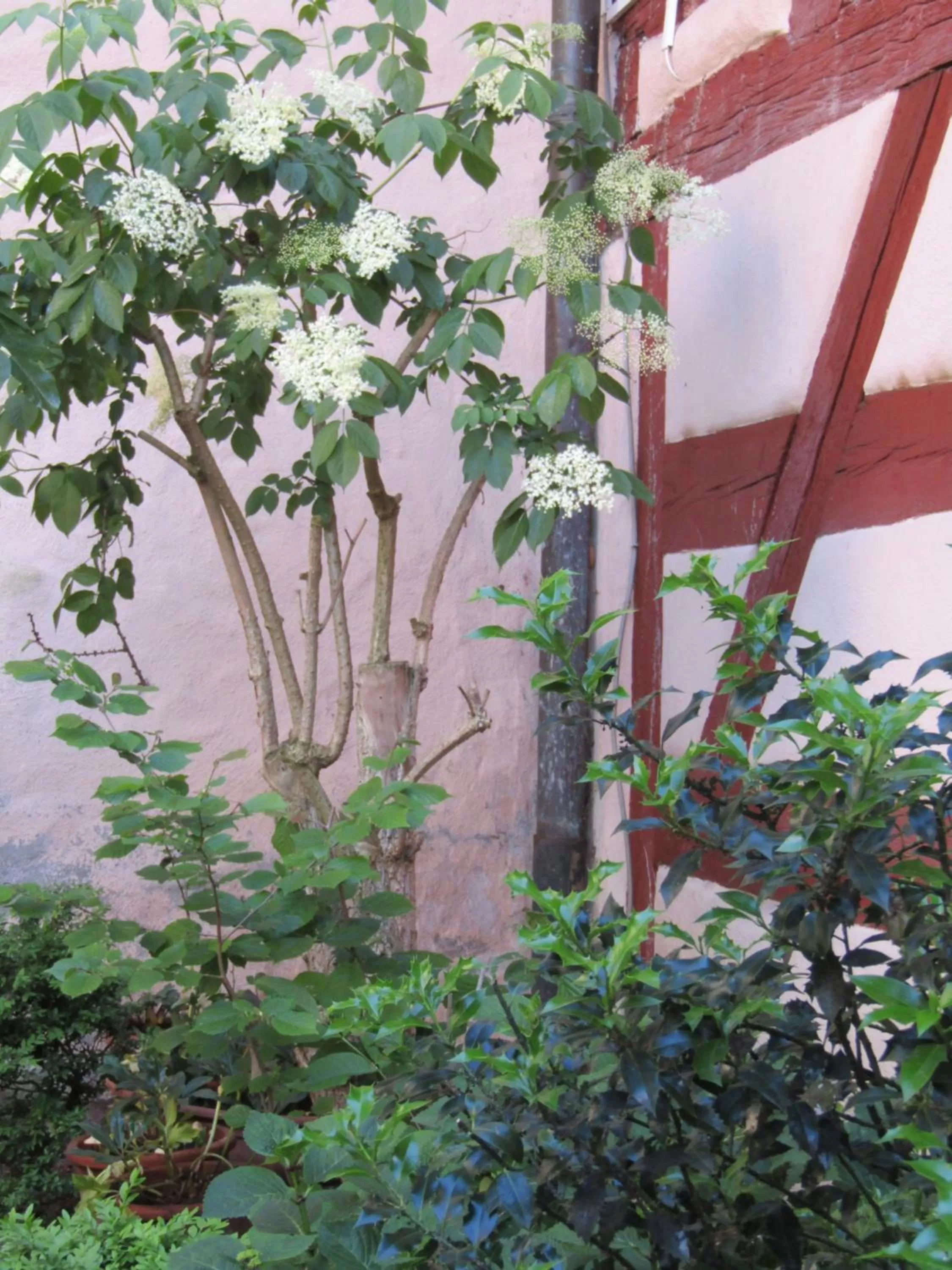Garden in Hotel und Gasthof Ritter St. Georg