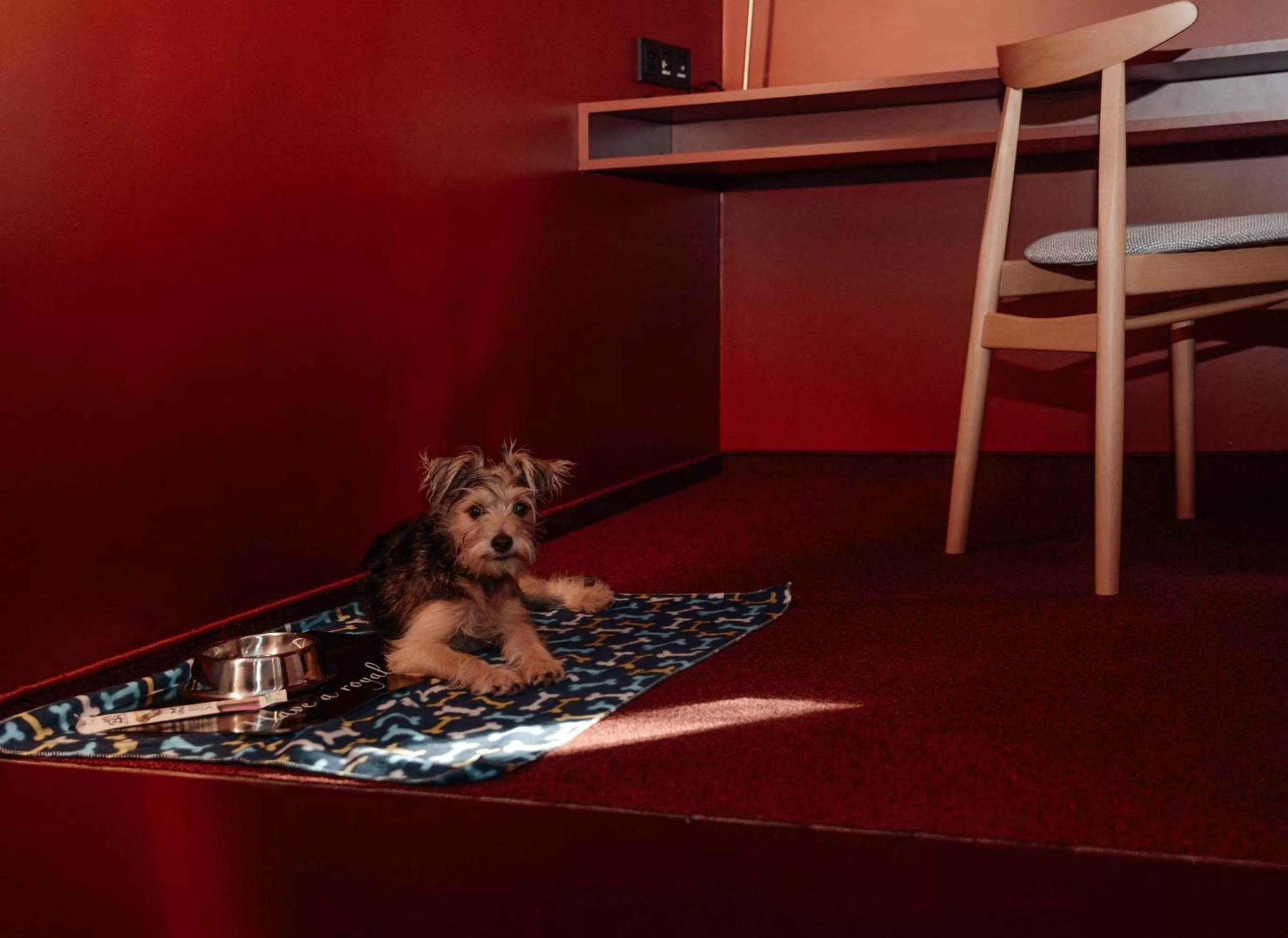 Animals in Forest Hotel