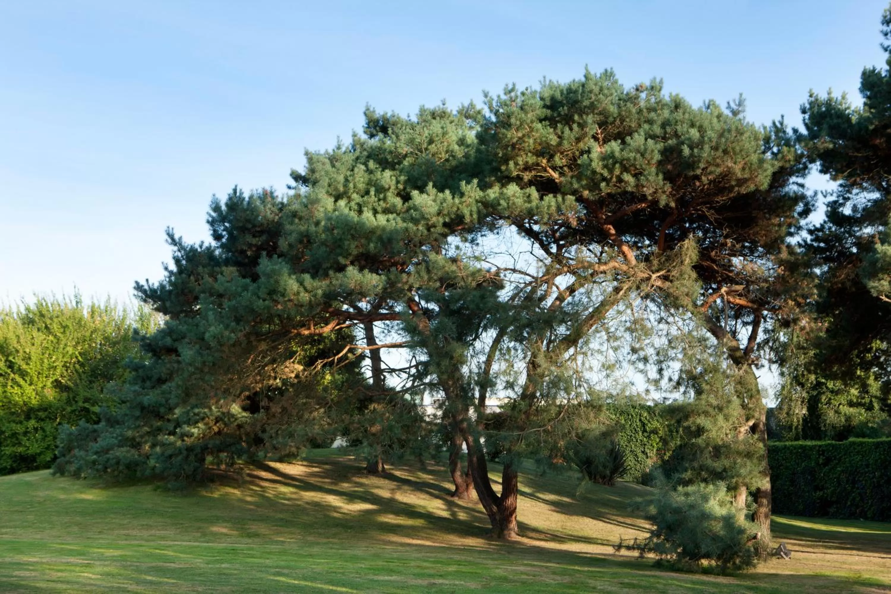 Garden in Novotel Pau Pyrénées