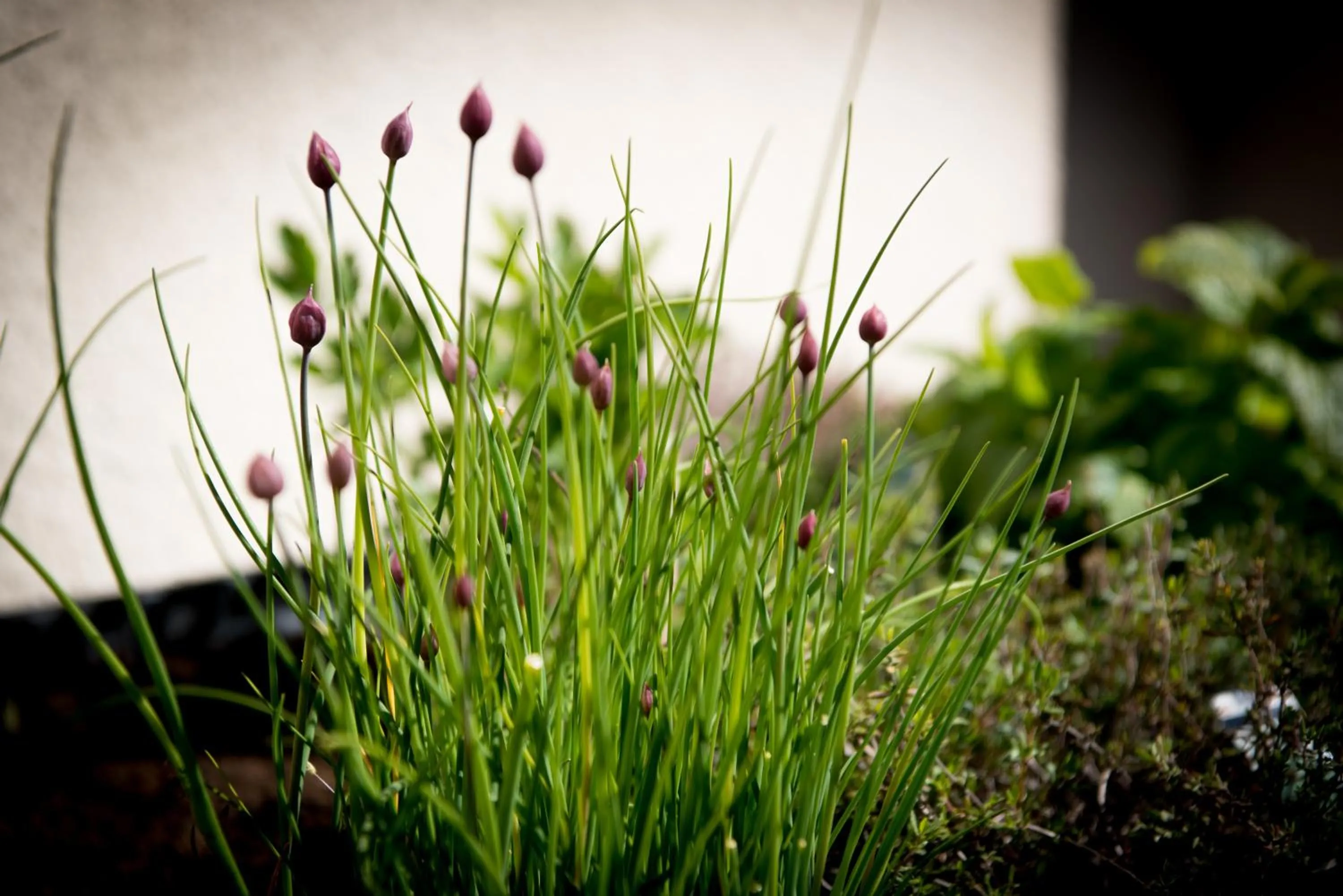 Restaurant/places to eat in Hotell Aqva Restaurang & Bar Ett Biosfärhotell med fokus på hållbarhet