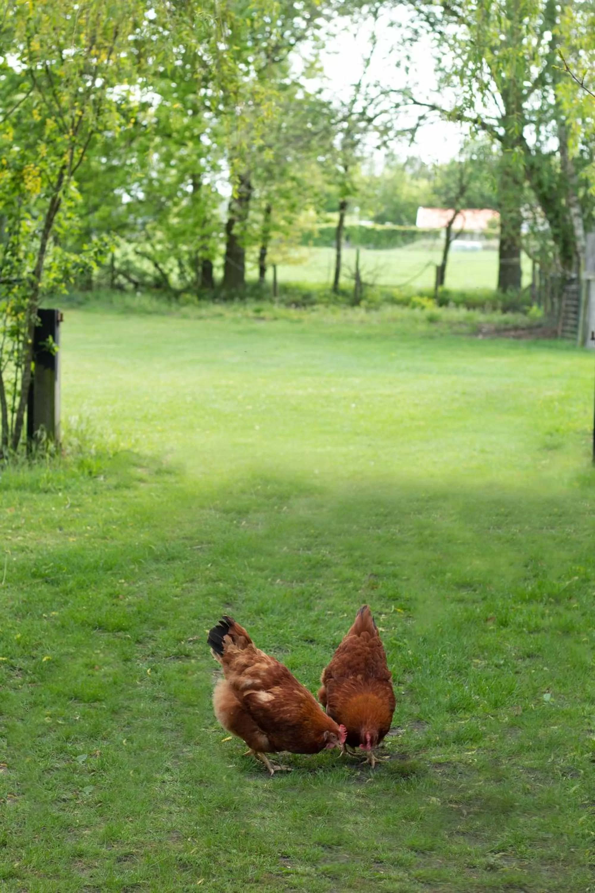Garden, Other Animals in Bed & Breakfast Neeltje Soet