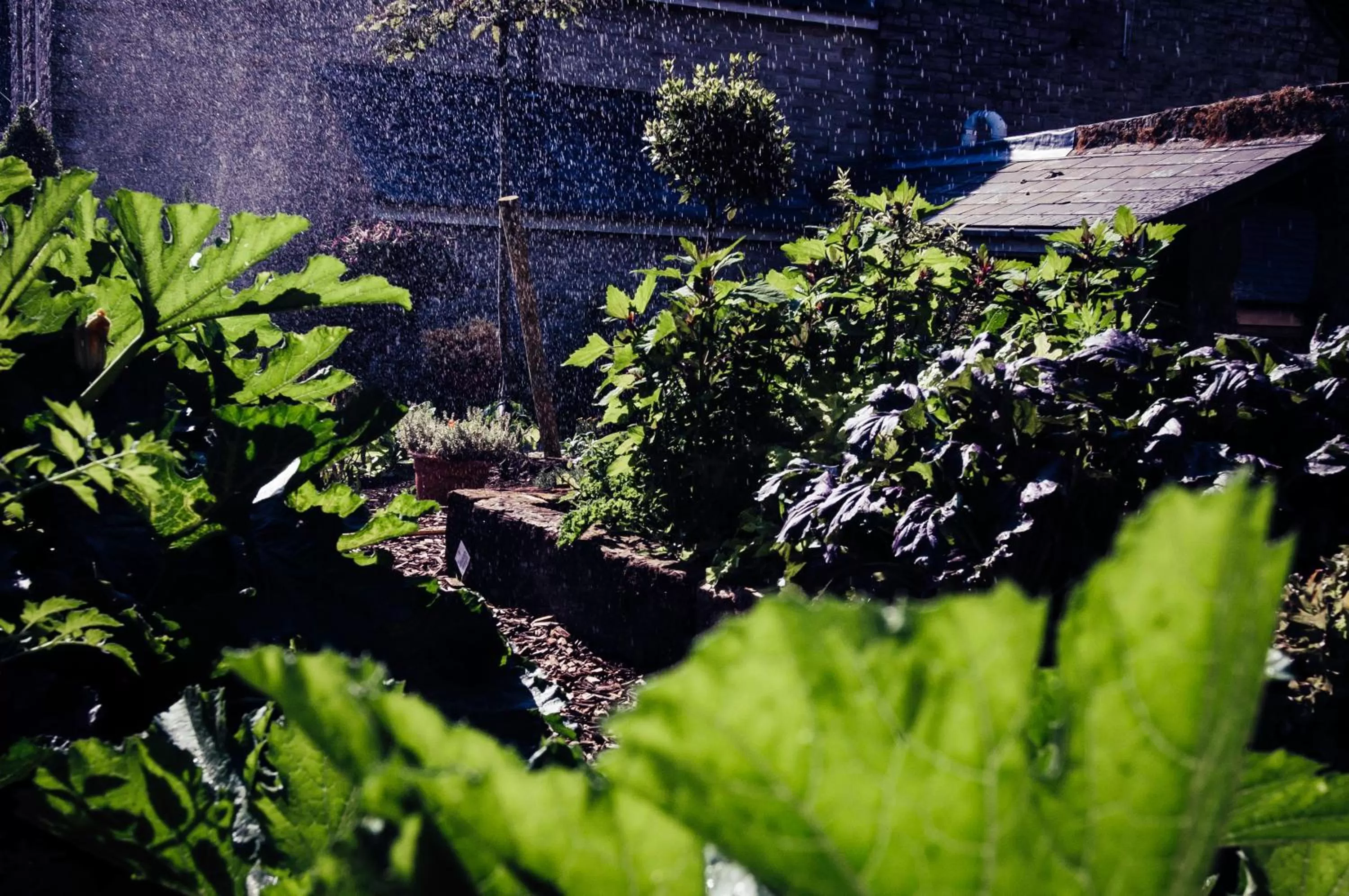 Garden in The Ollerod