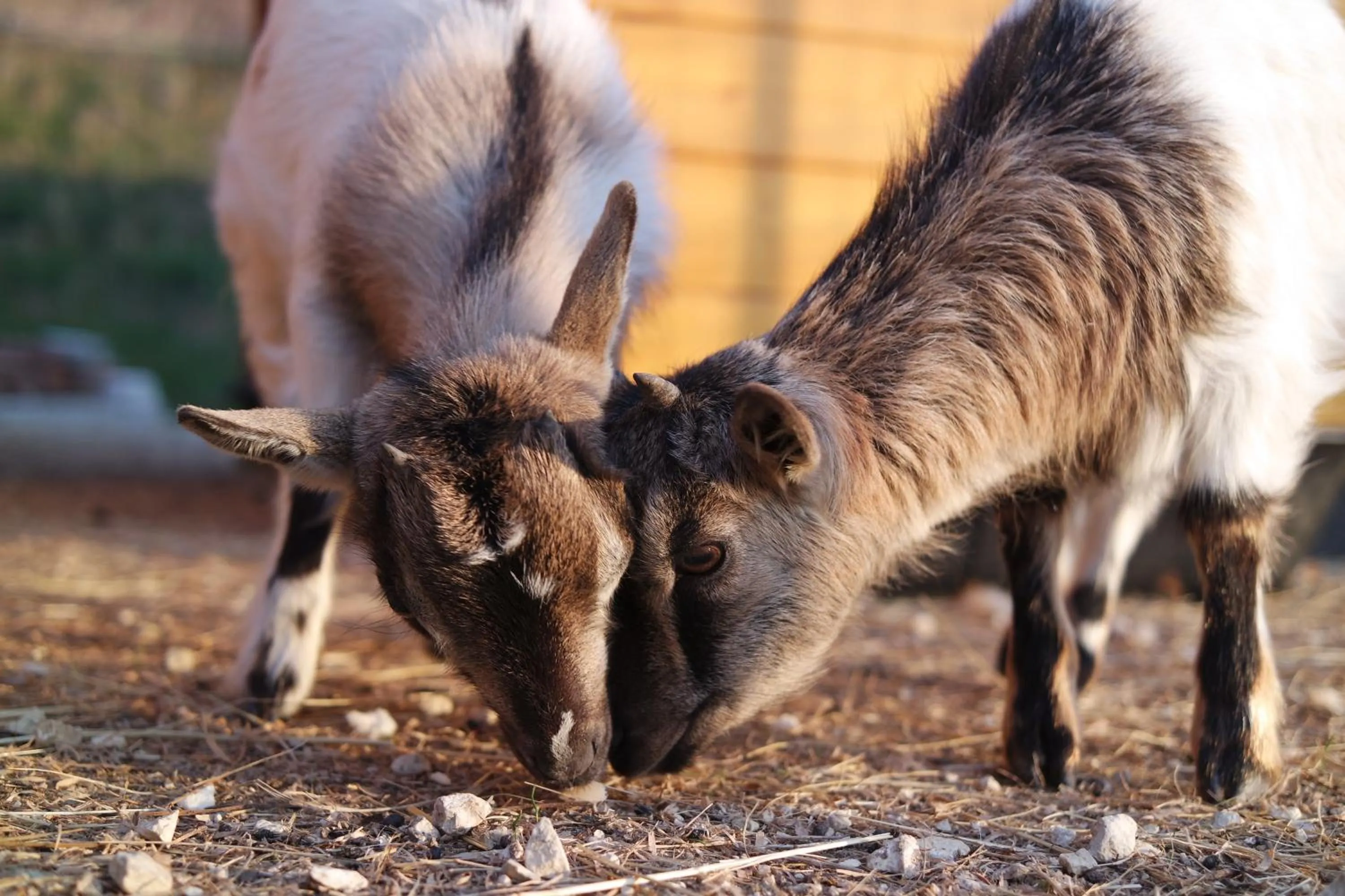 Animals in Fracanzana Hotel