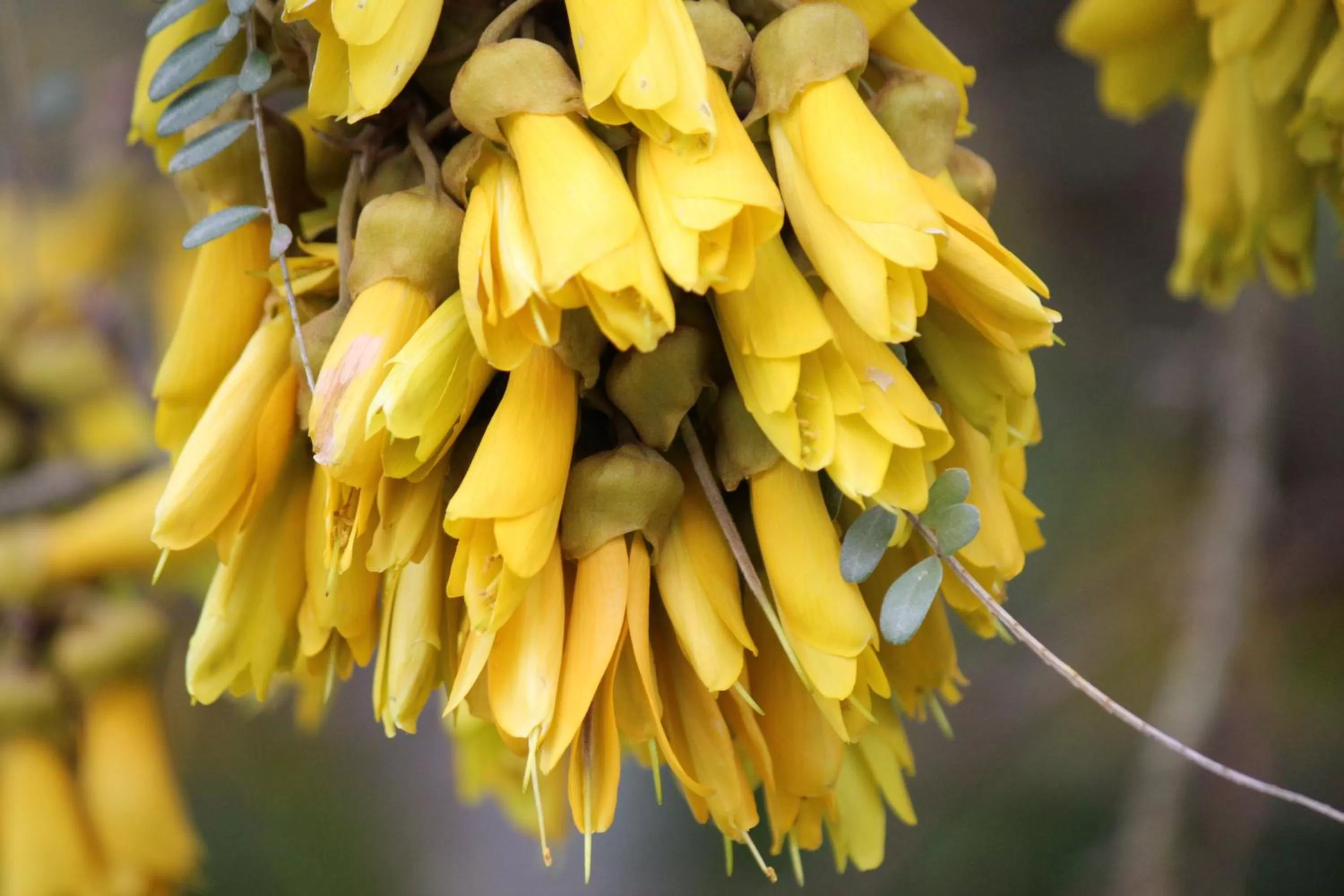 Garden view in Tui Hideaway
