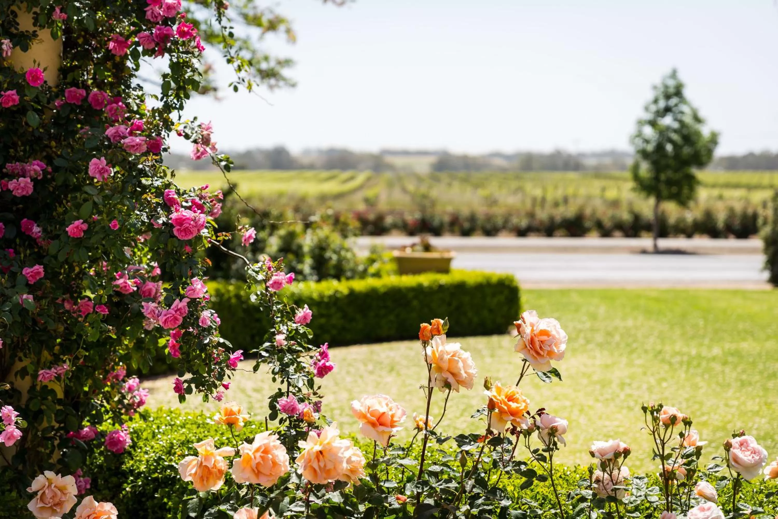 Garden in Barossa House