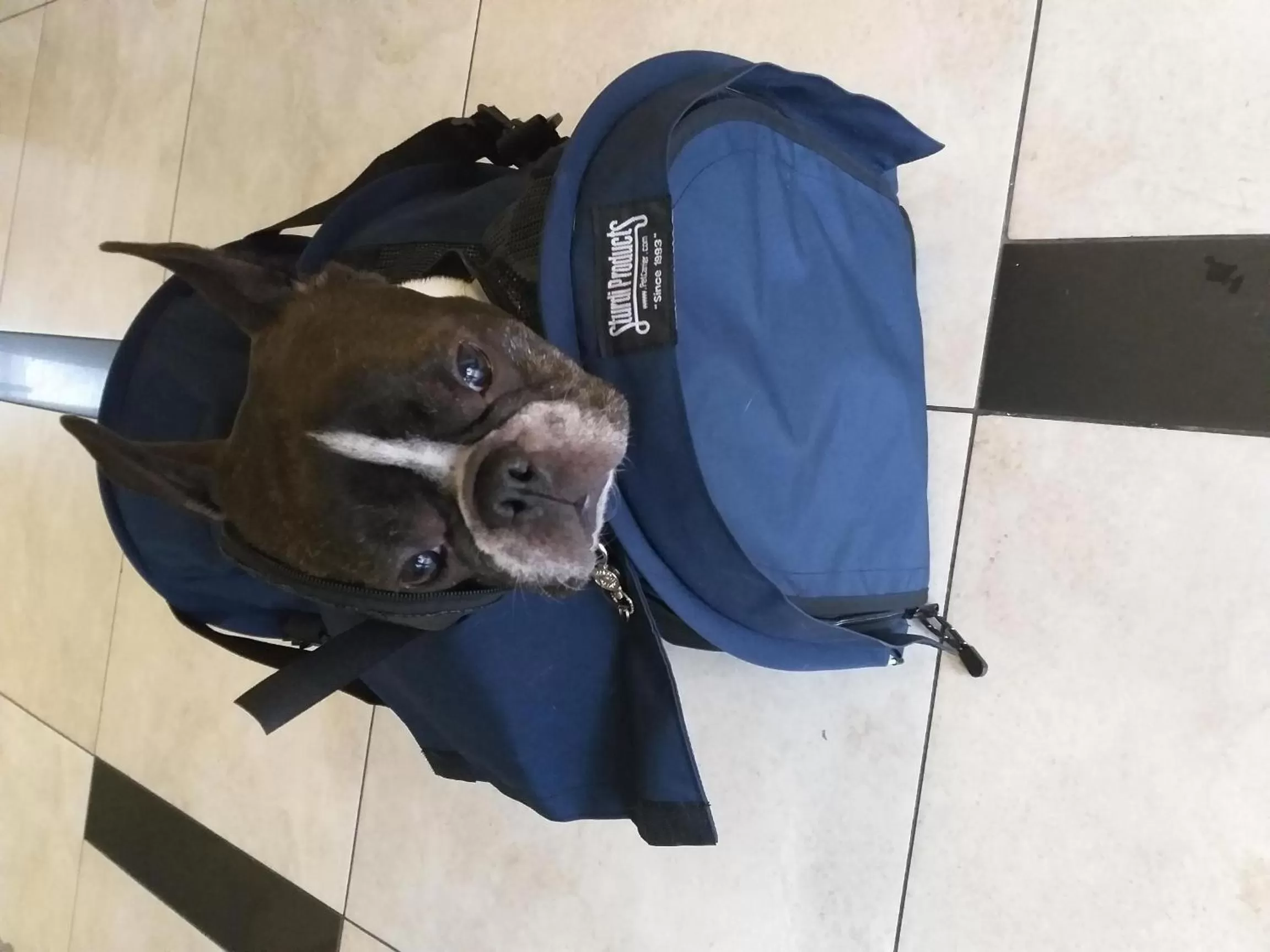 Animals, Other Animals in Premiere Classe Apartment Hotel