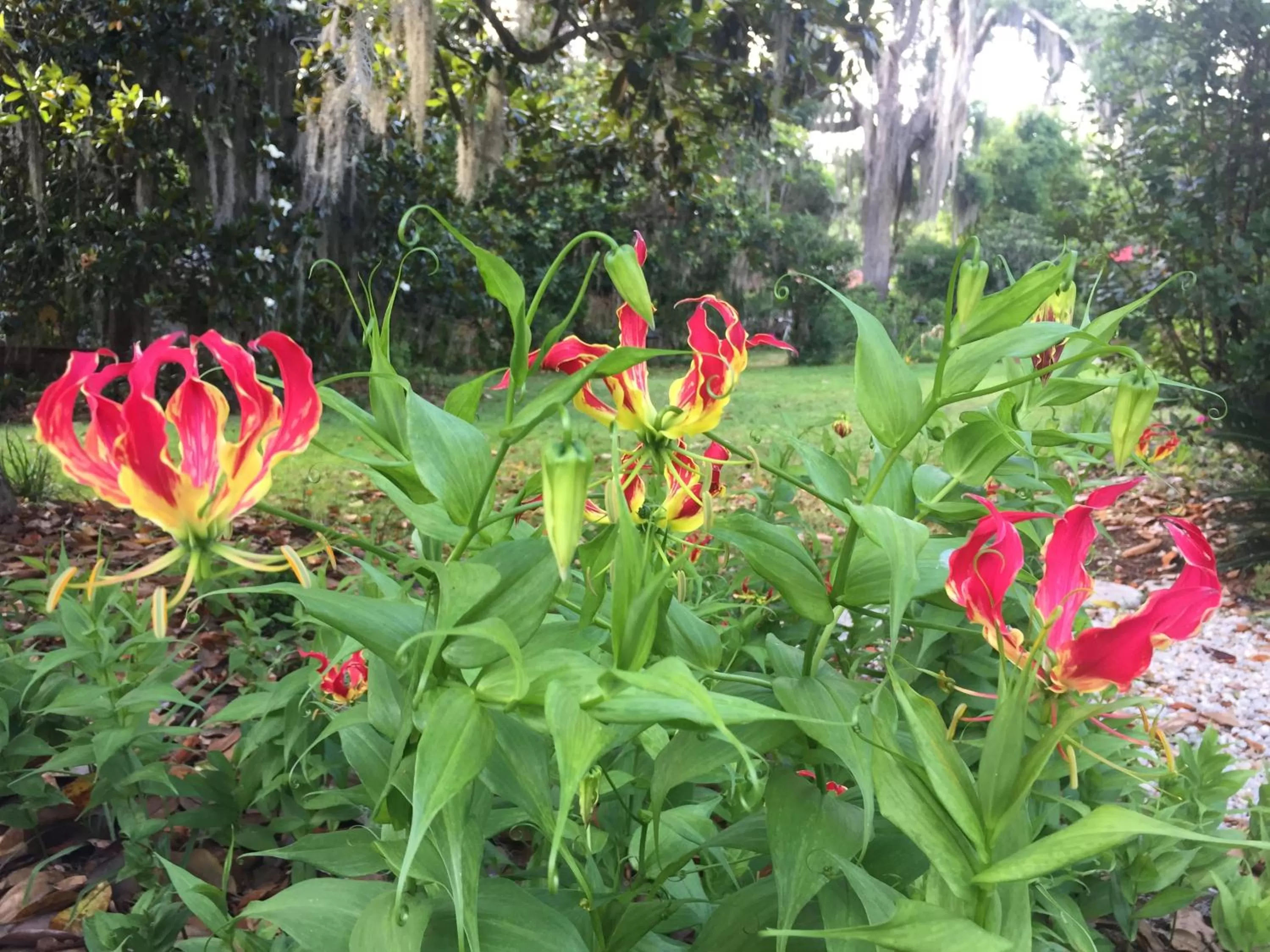 Property building, Garden in Open Gates Bed & Breakfast