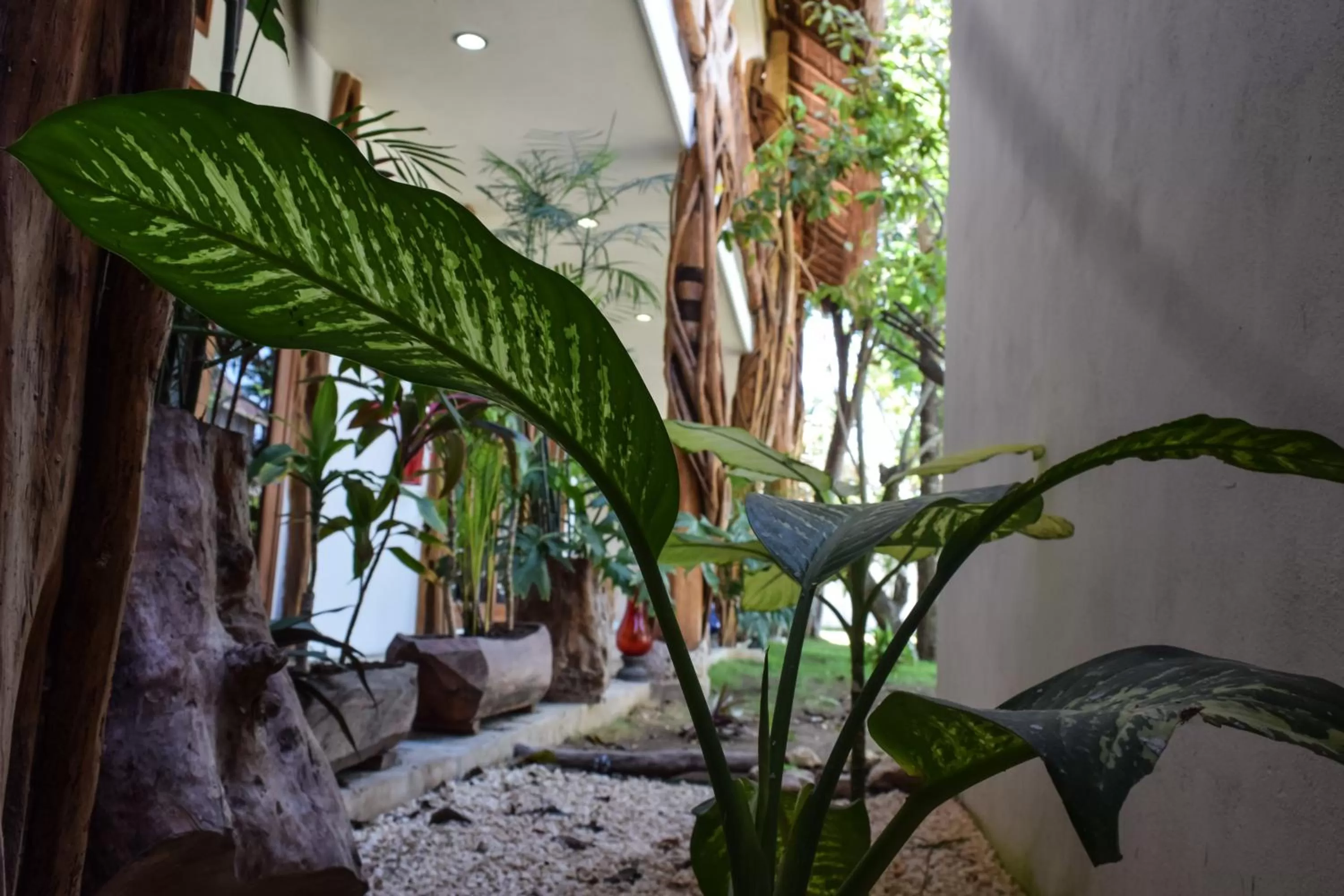 Garden in Corazon De Jade Tulum