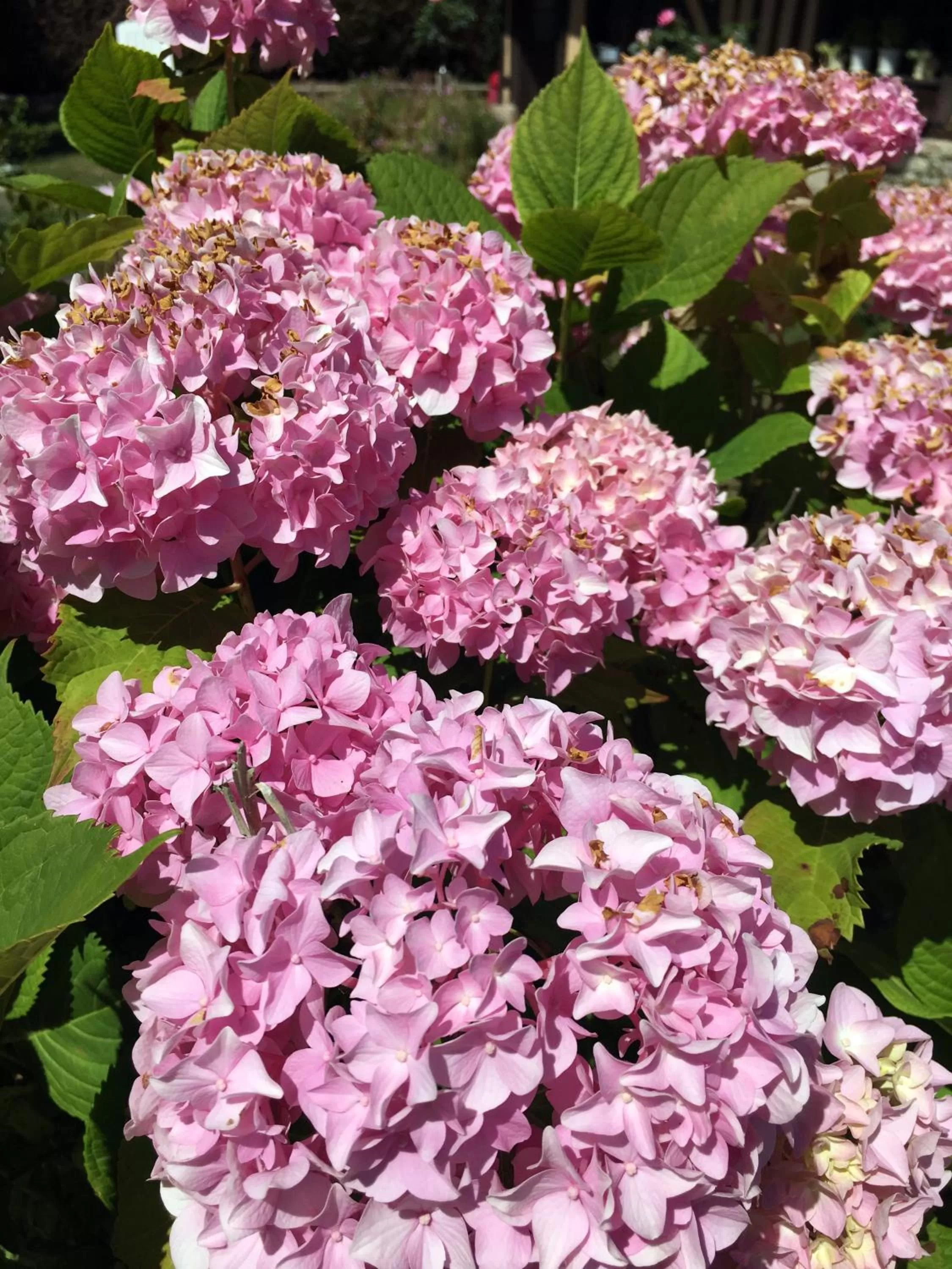 Garden in La Romance et la Romanesque