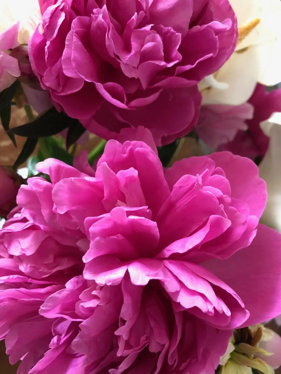 Spring in Logis Hôtel l'Abricotine