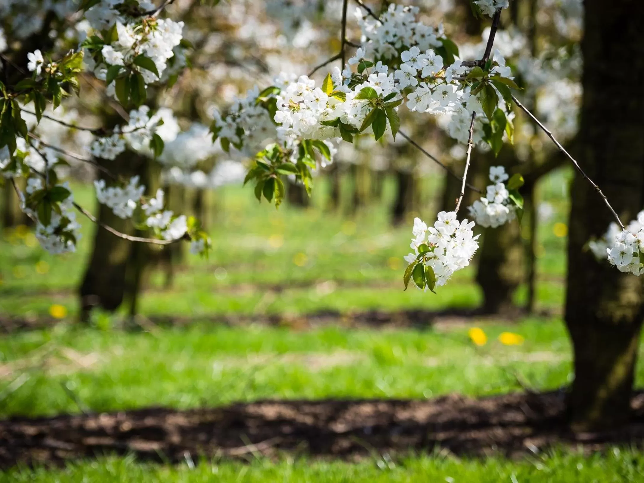 Natural landscape, Other Animals in De Oosterling