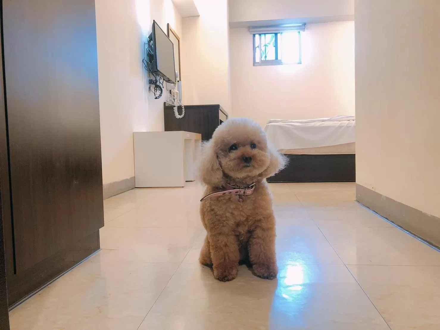 Pets in Kiwi Express Hotel - Kaohsiung Station