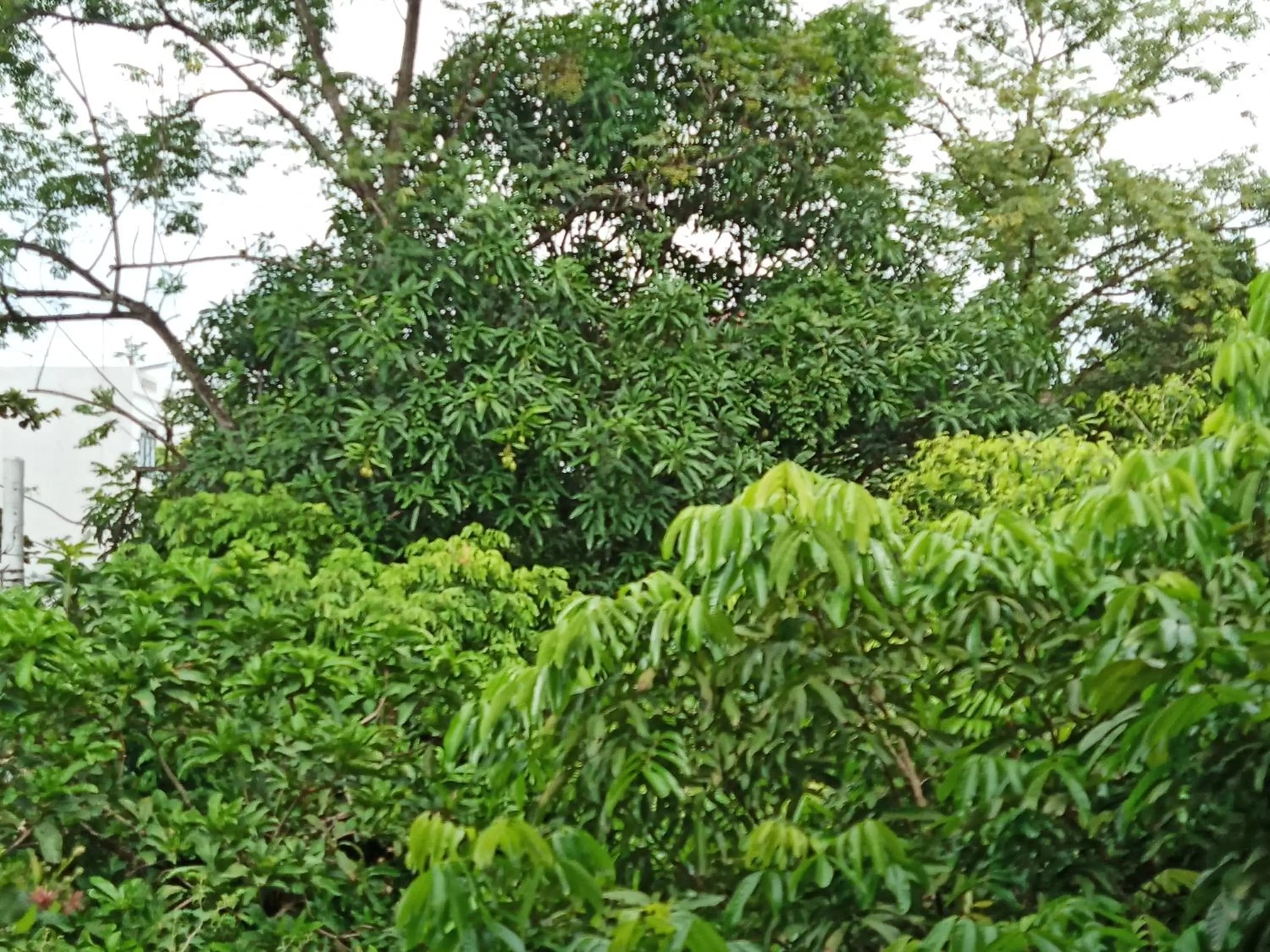 Natural landscape in Green Space Homestay