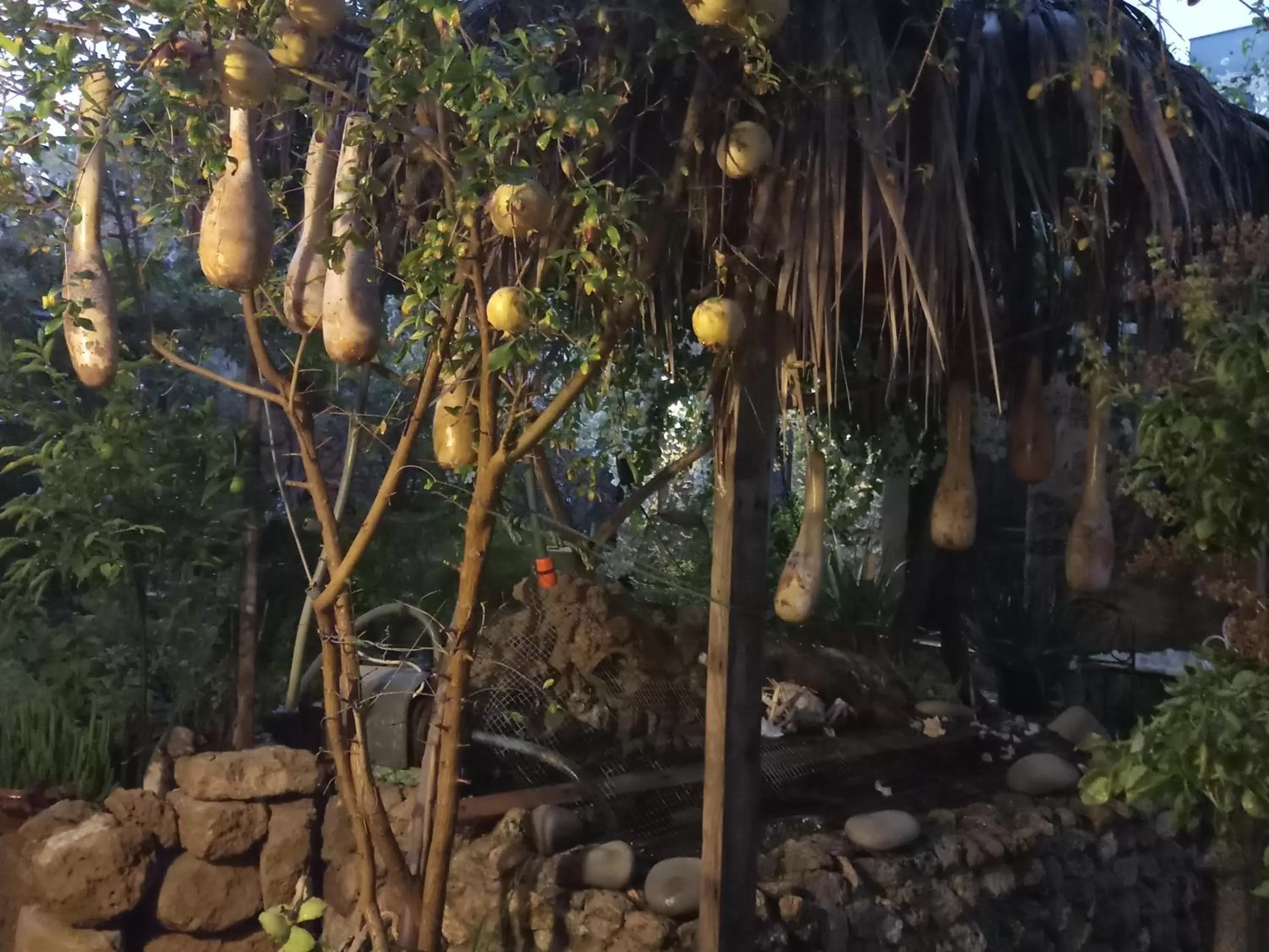 Garden in Mystery Garden Guest House