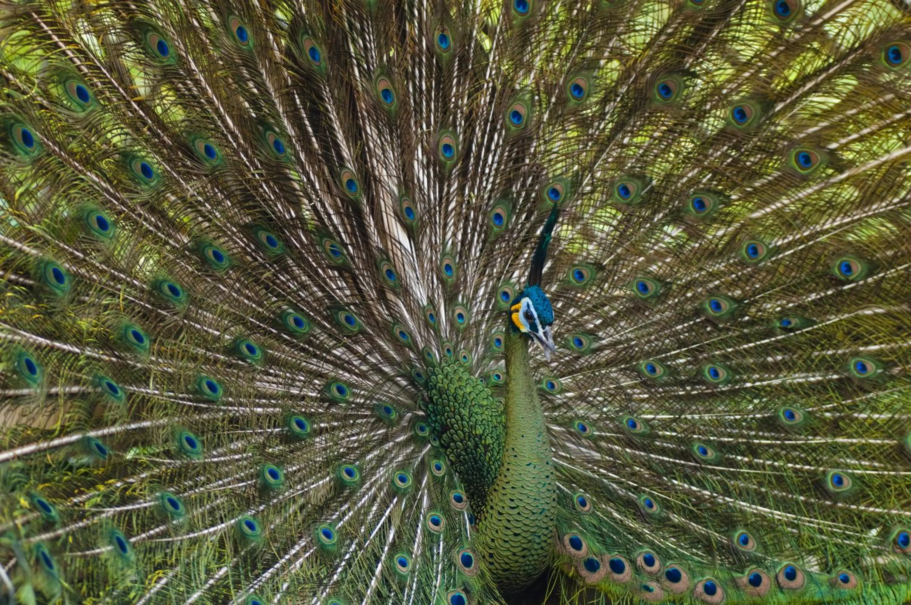 Other in Puri Asri Hotel & Resort