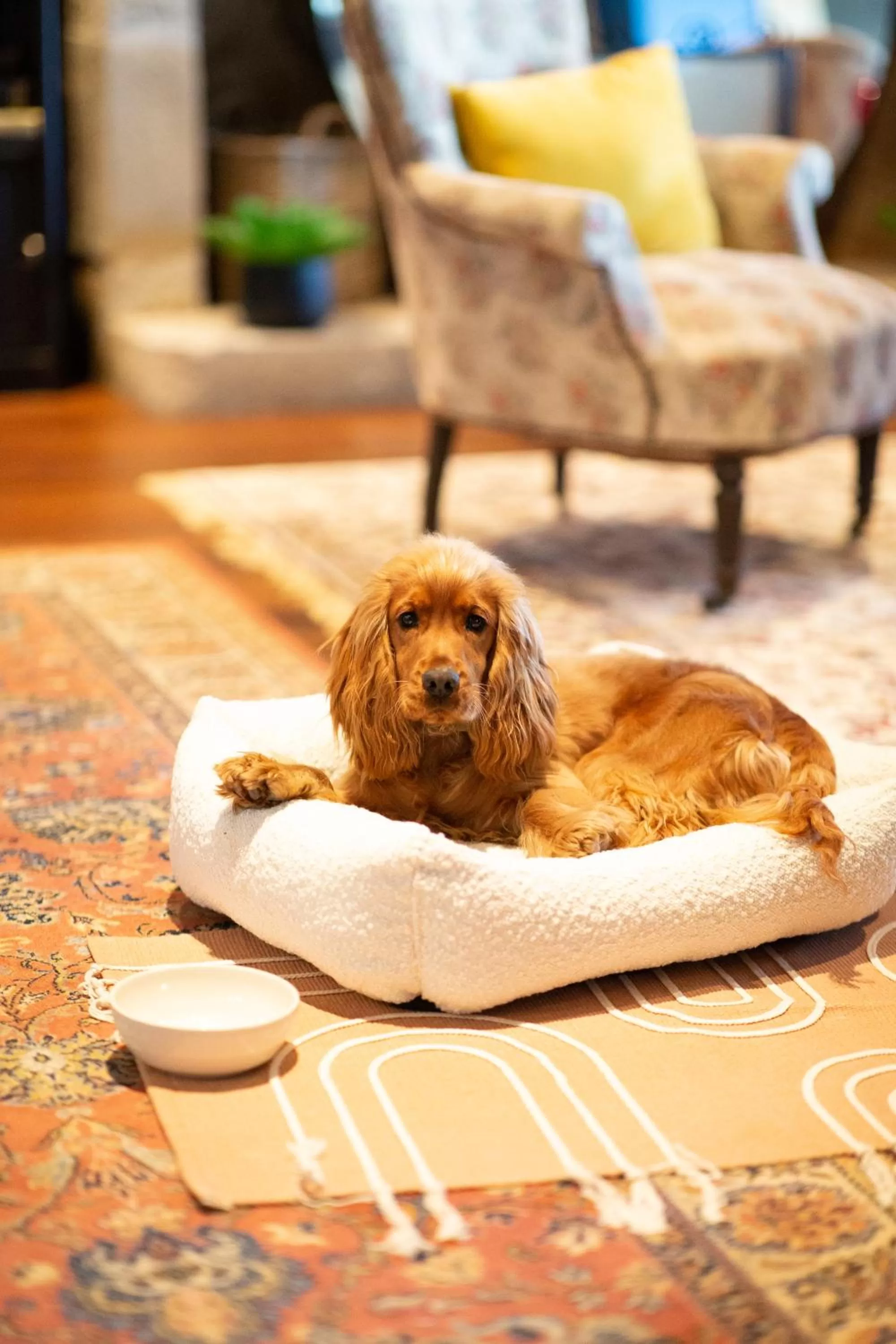 Pets in Hôtel & SPA Le Chêne Vert