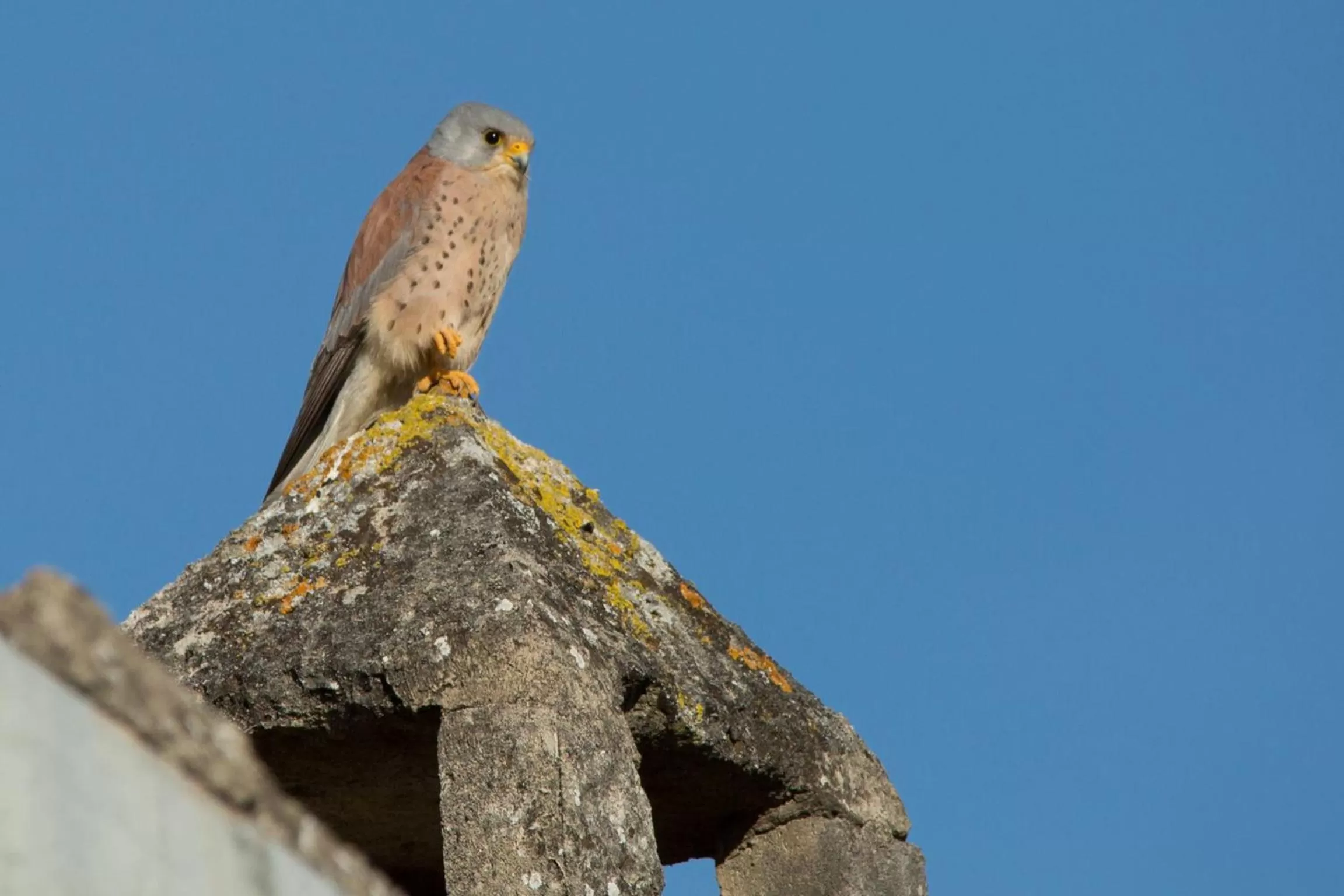 Animals in La Pergola ai Sassi