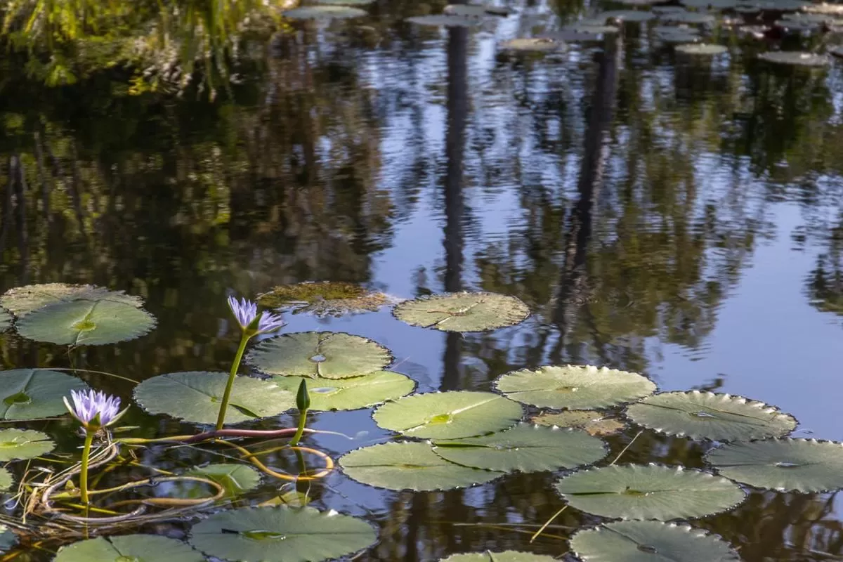 Lake Weyba Cottages Noosa
