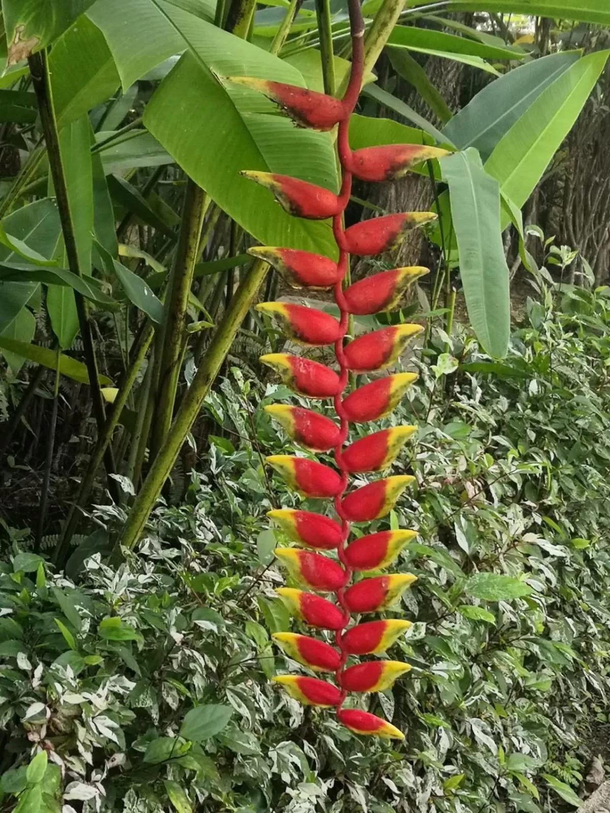 Garden in Pura Vida Pai Resort