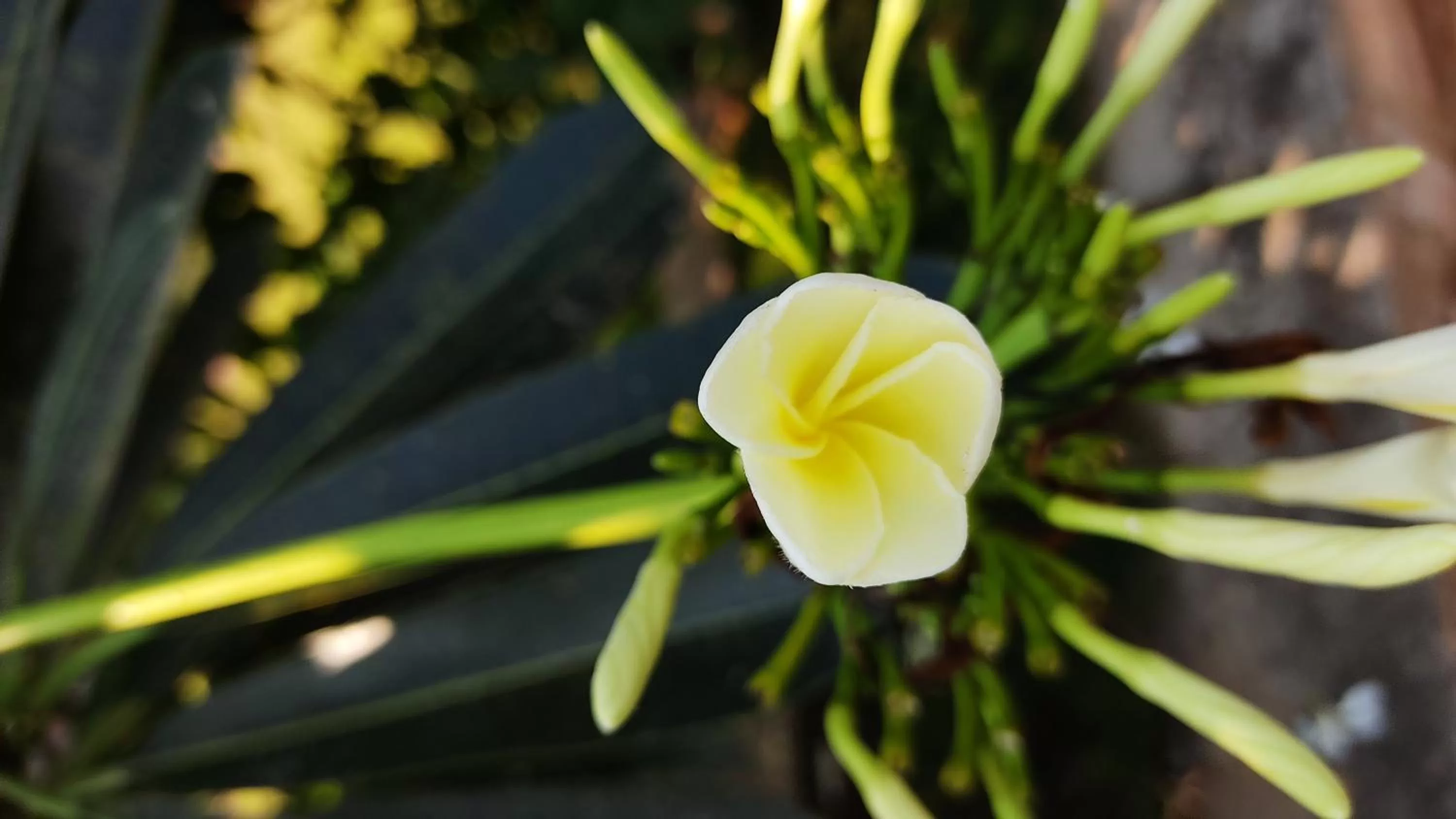 Garden in Kanthi Resorts Badami