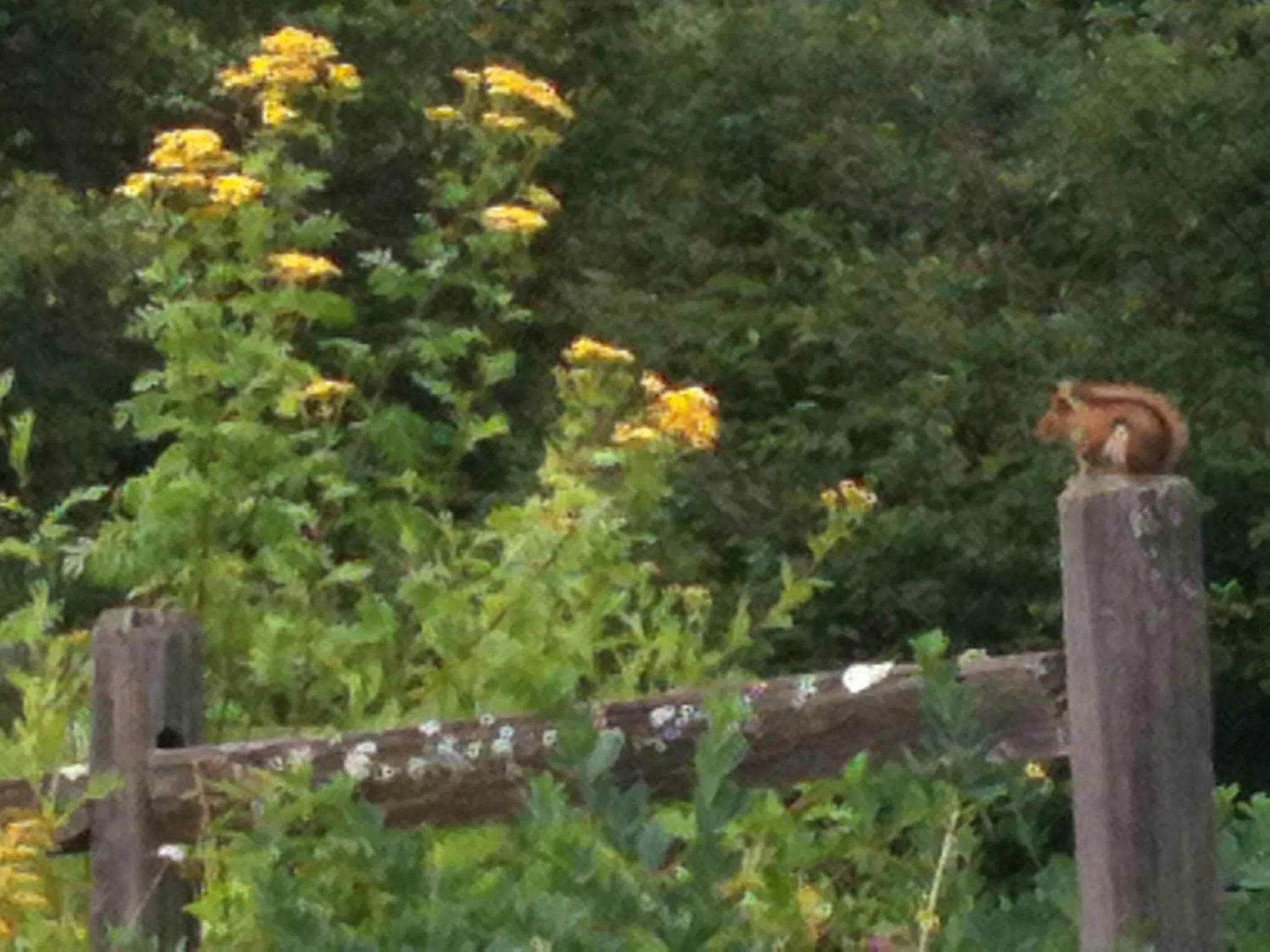 Spring in Deerhill Inn