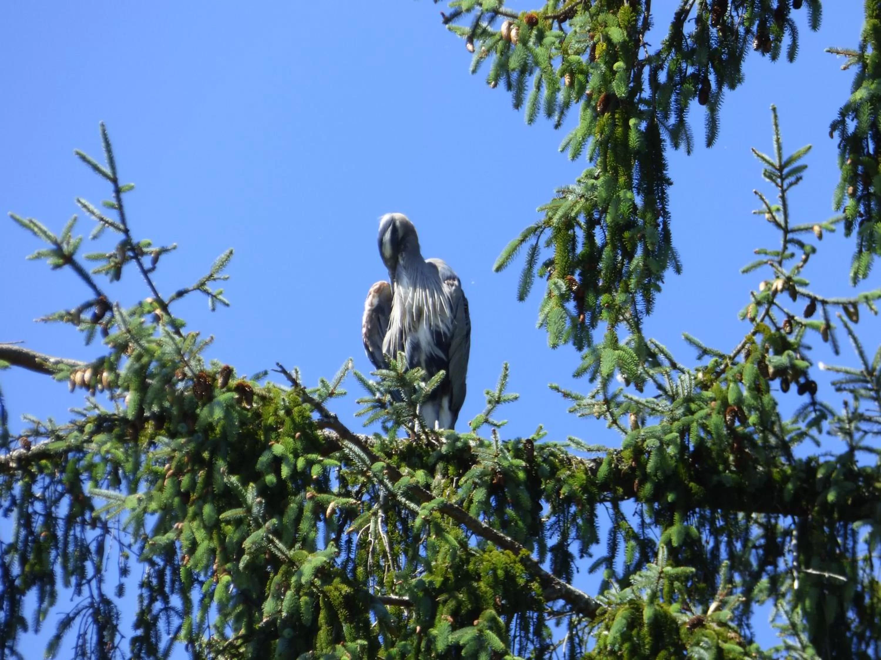 Animals in Sheltered Nook On Tillamook Bay