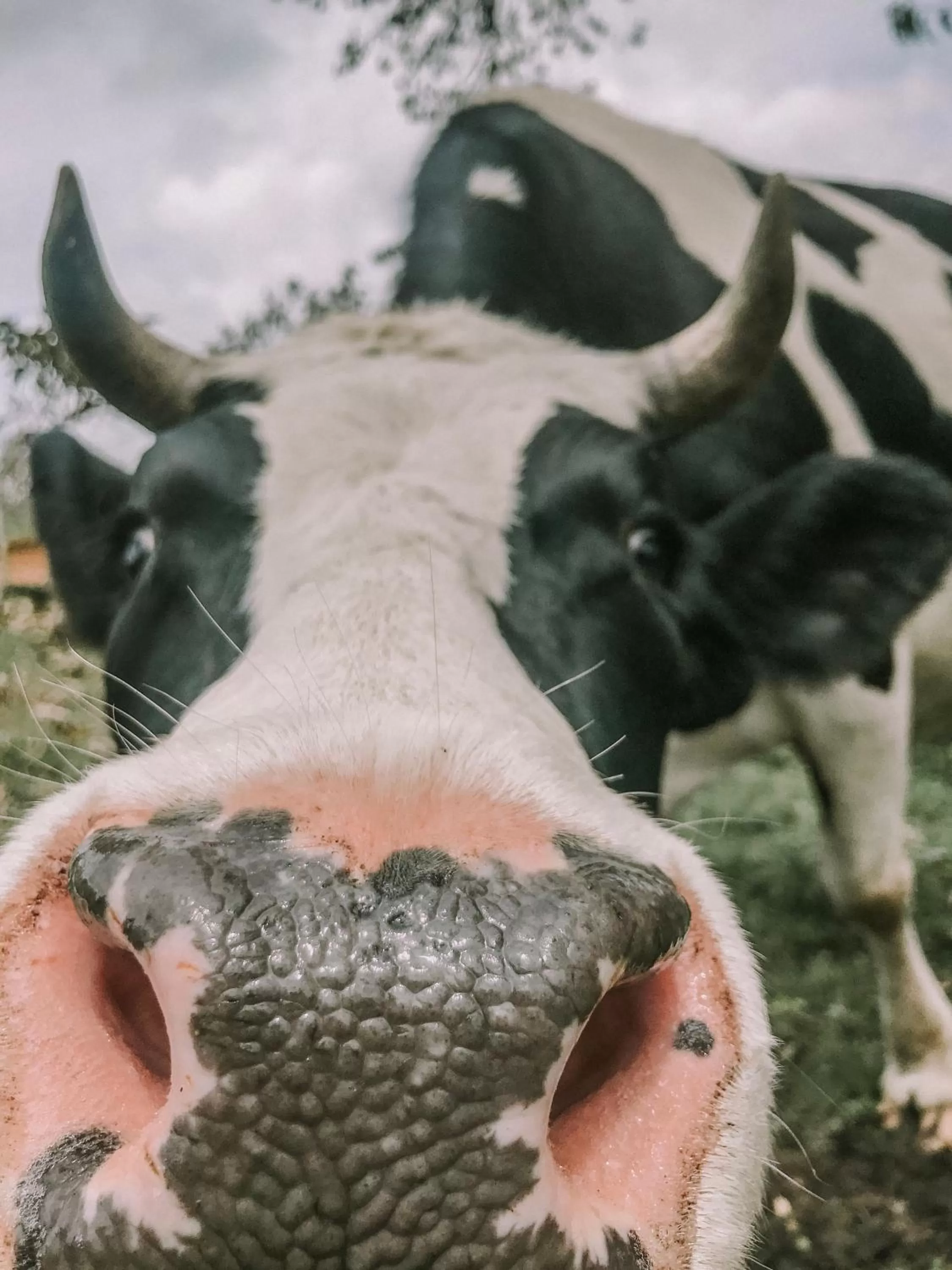 Hosteria Papagayo Cotopaxi