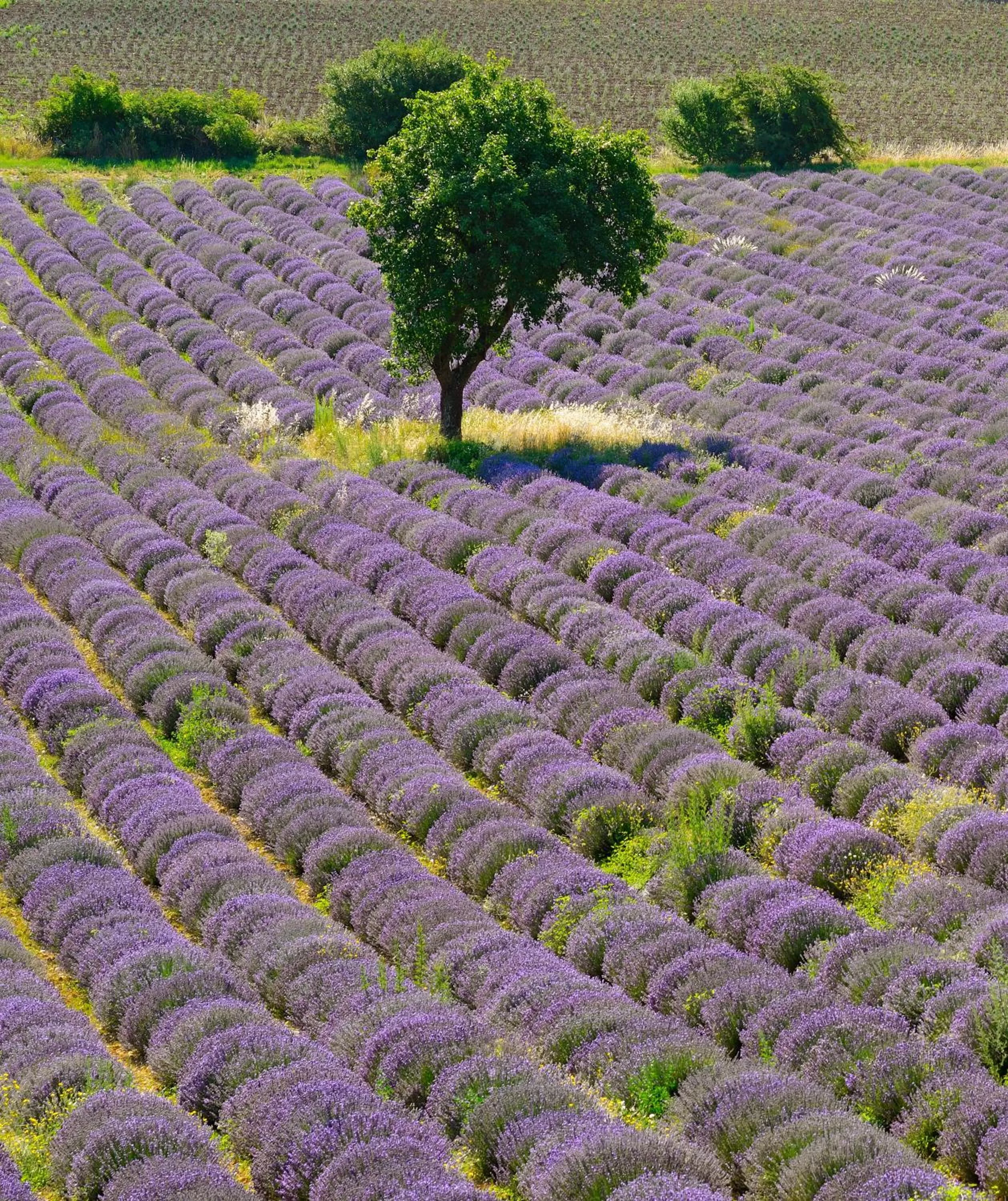 Natural landscape in Ibis Budget Bollene