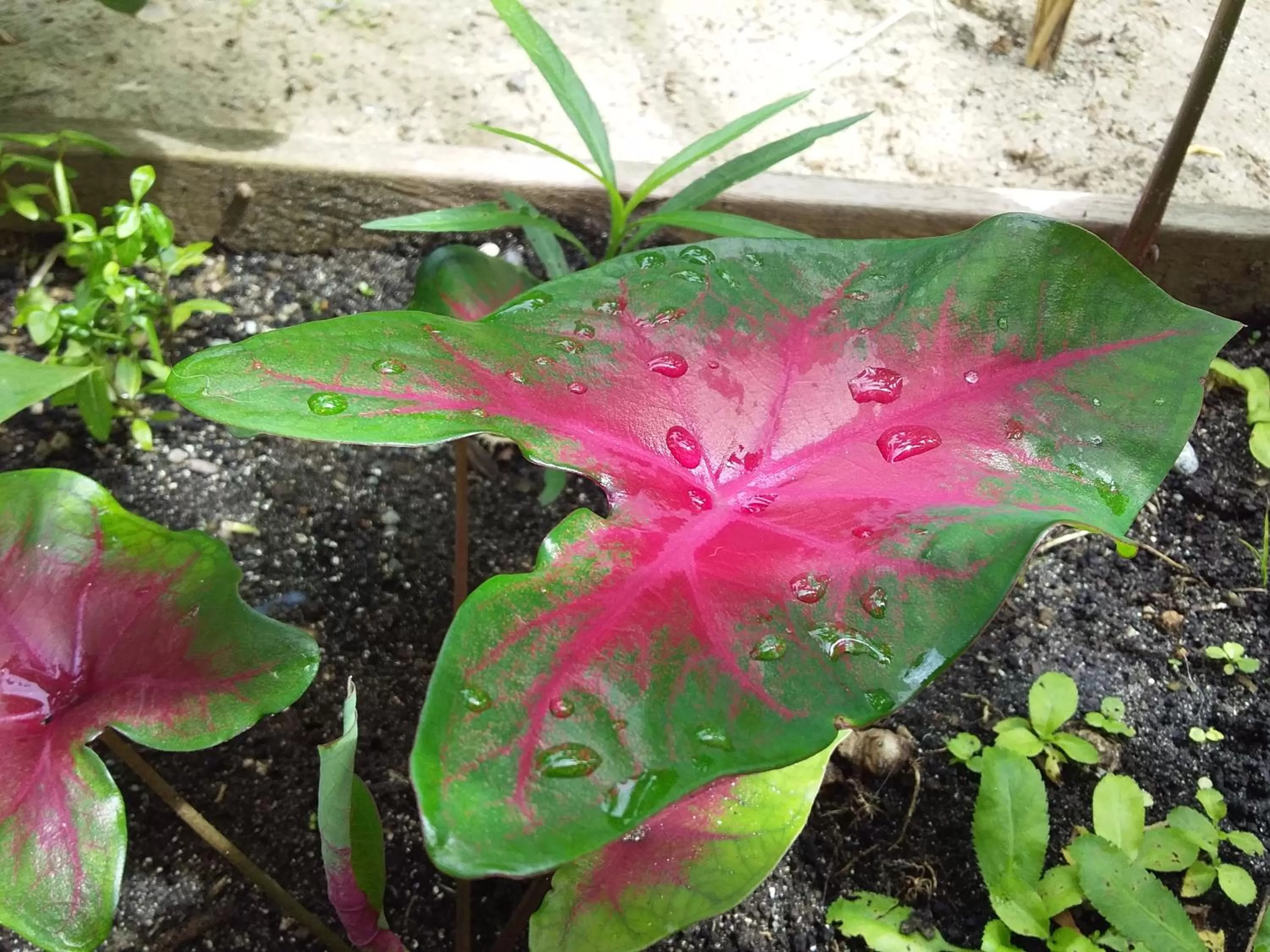 Garden, Other Animals in RIVA B&B