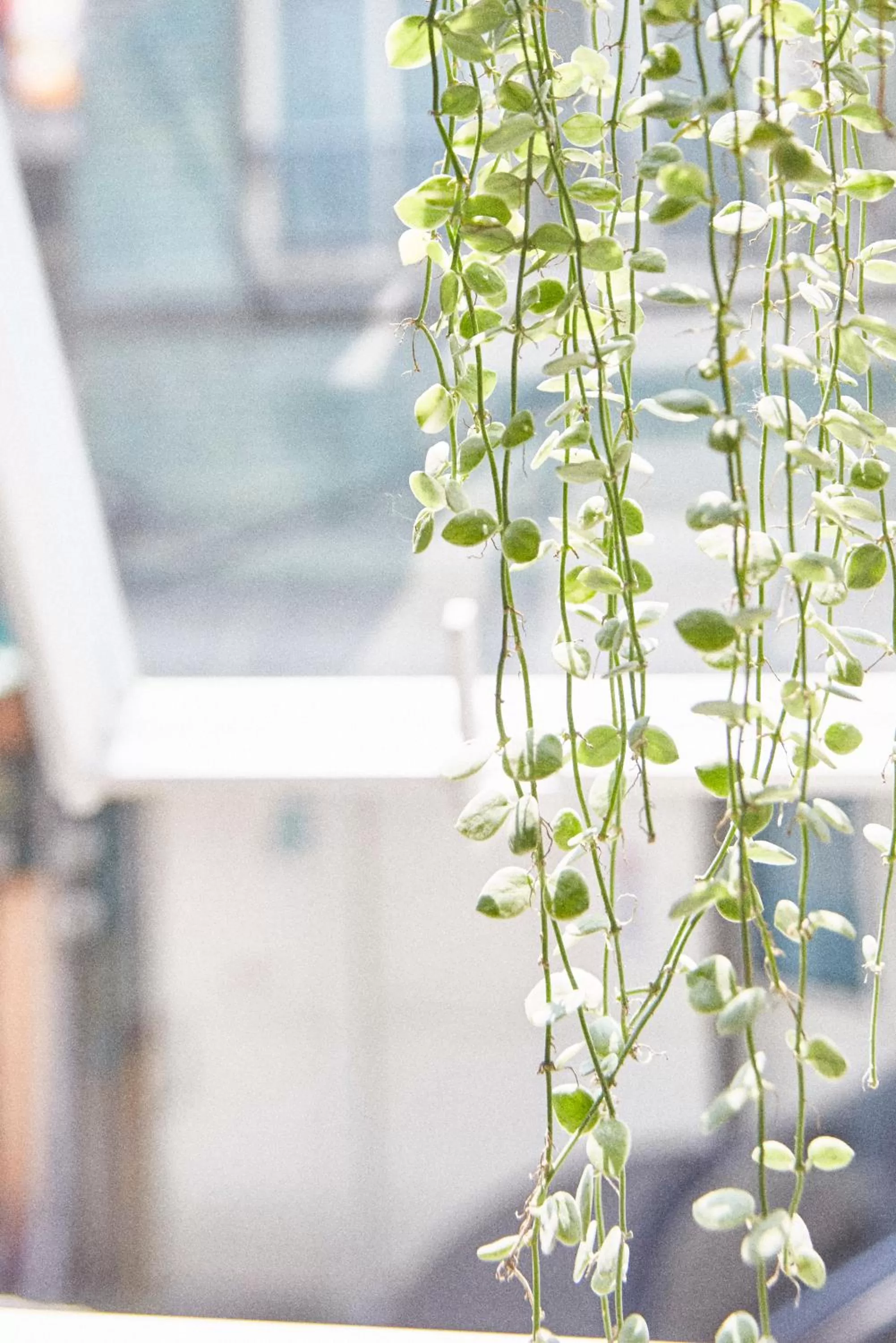 Decorative detail in The Door Inn