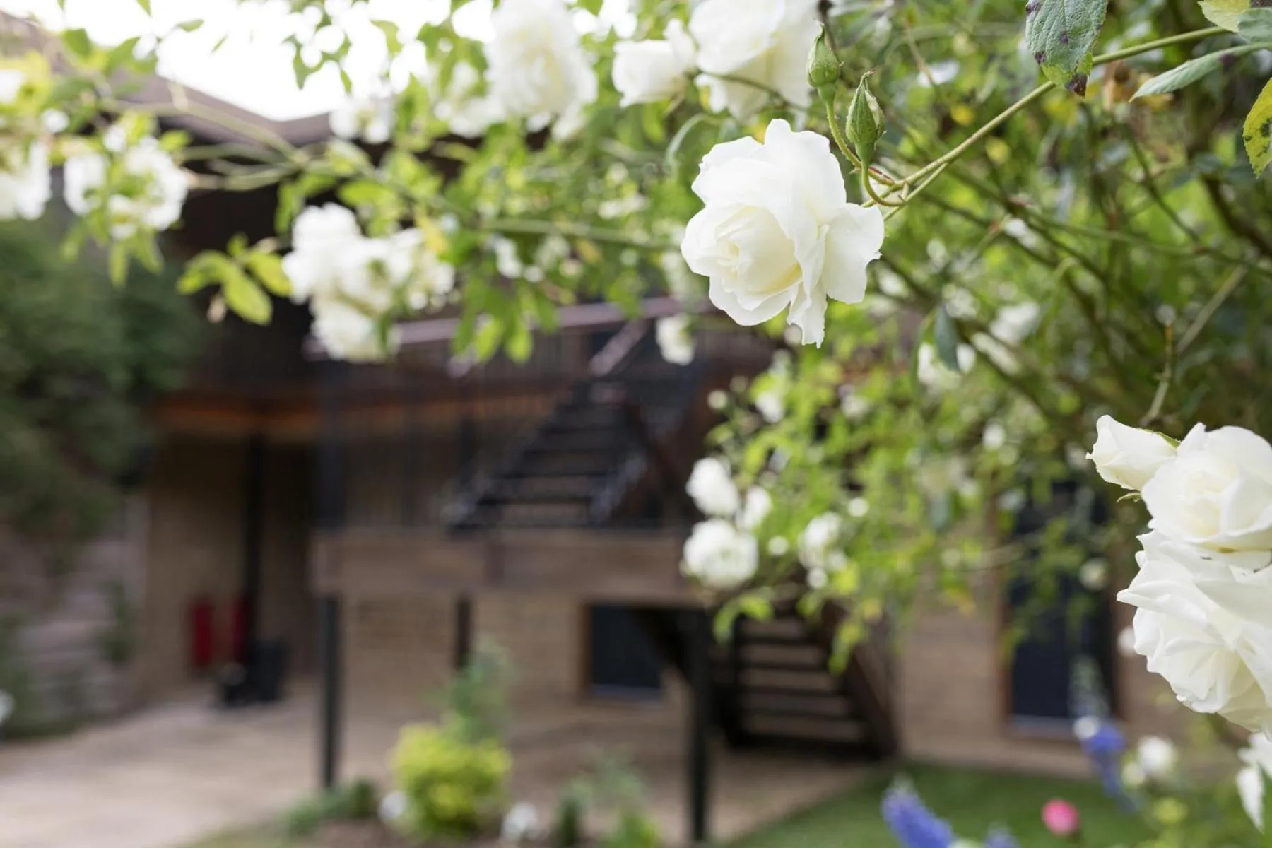 Garden in Duke Of Marlborough