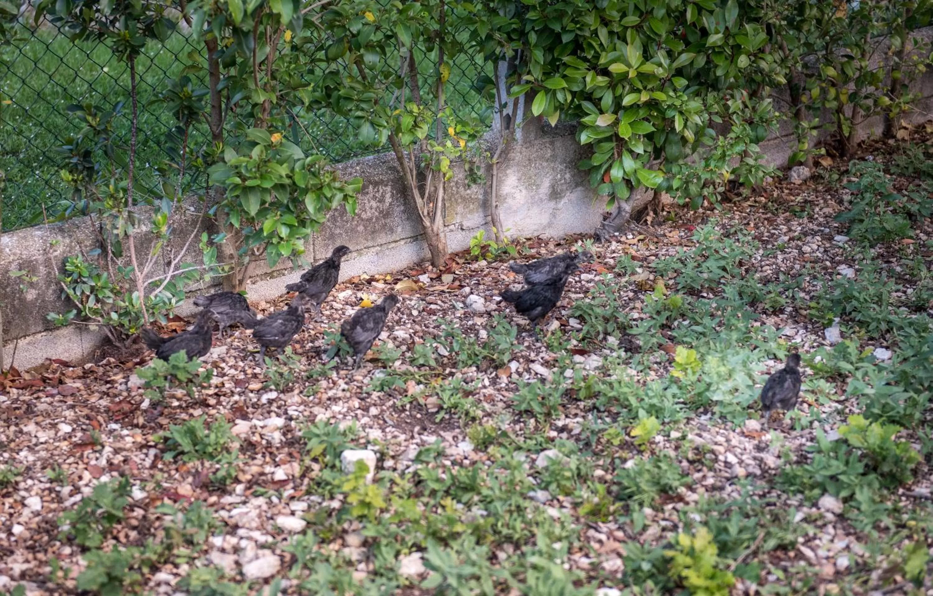 L'Agrifoglio di Assisi Residenza di Campagna