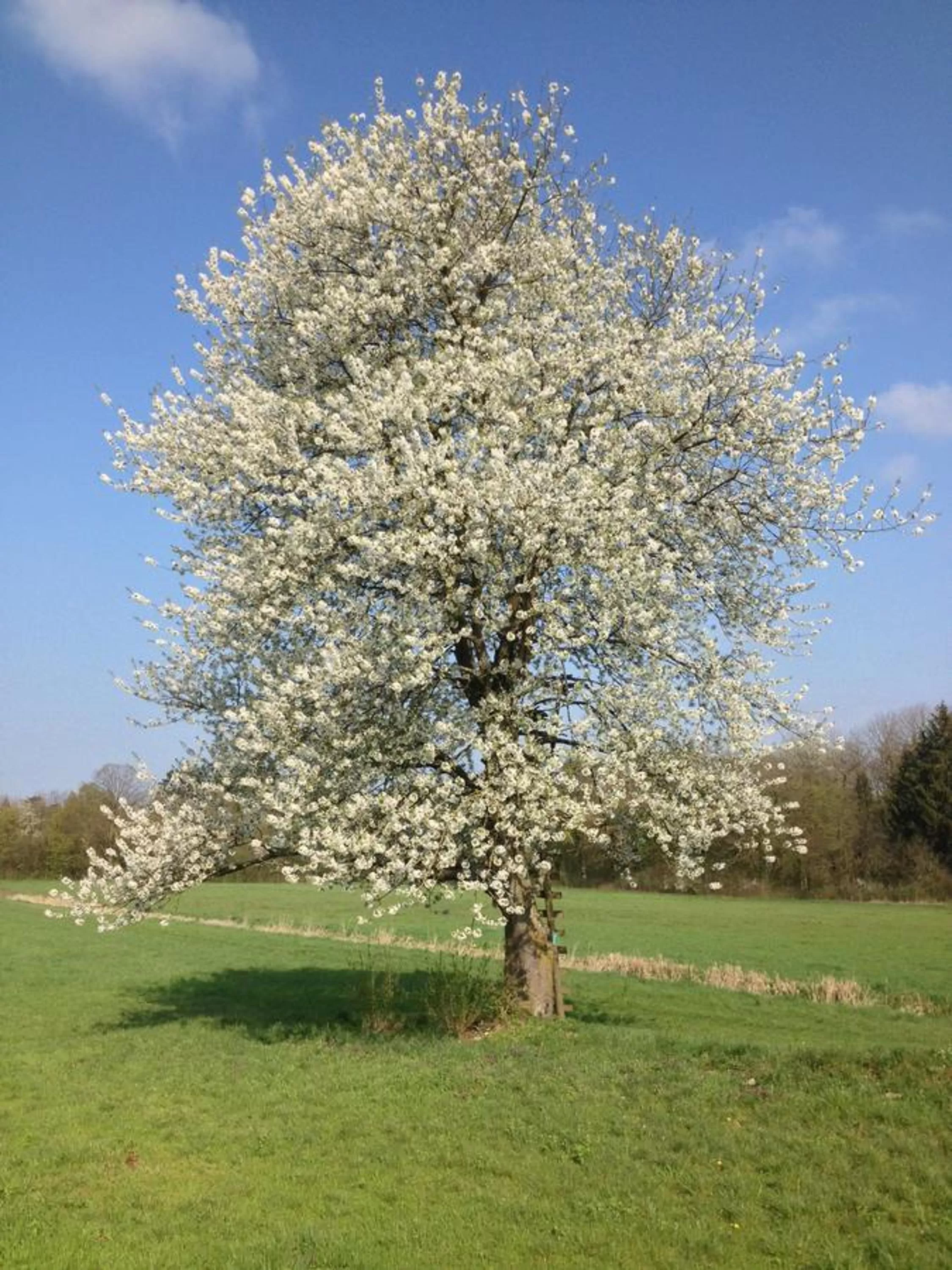 Spring, Garden in Gasthof Teufl