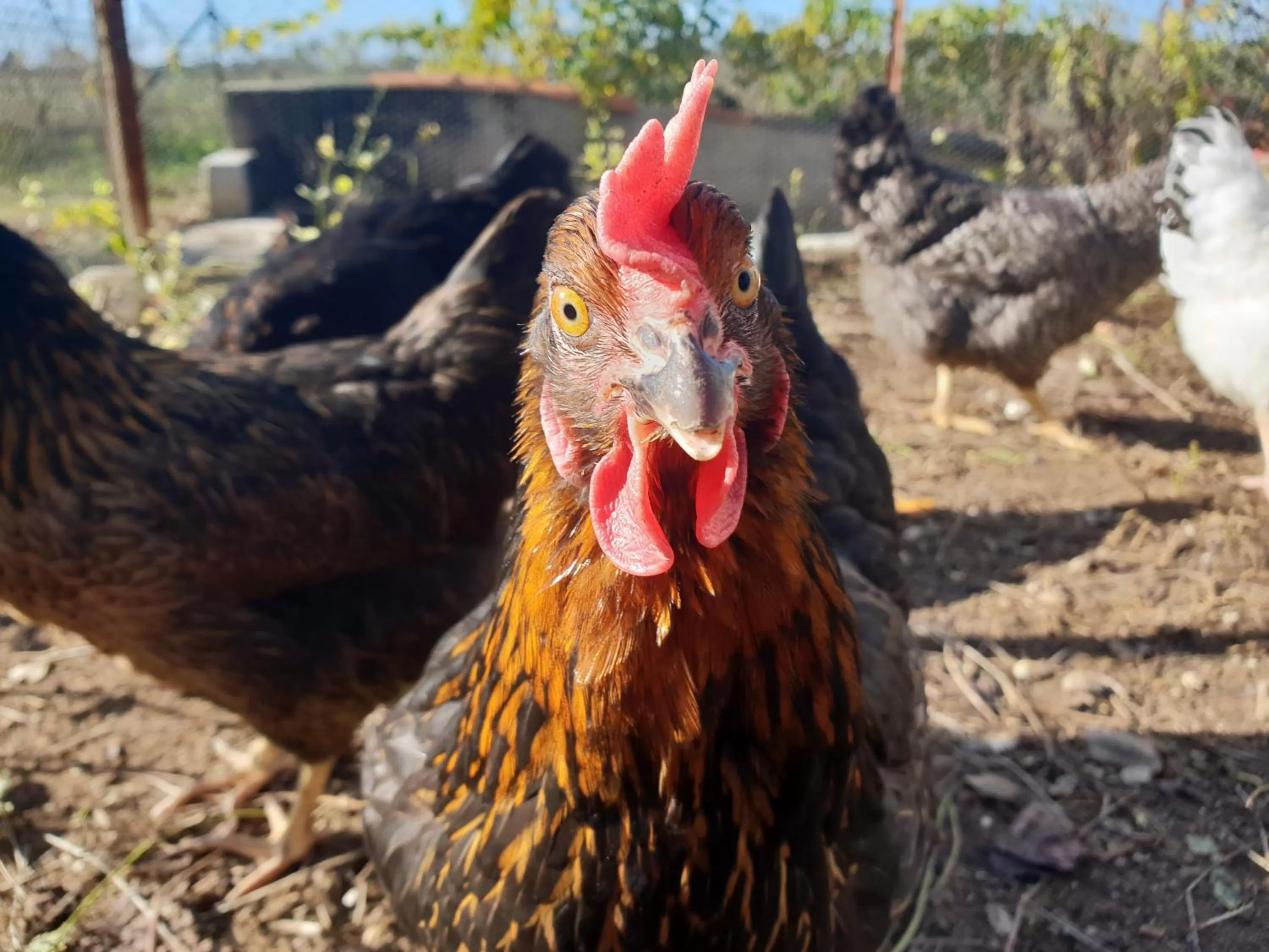 Pets in Le Nid de l'Ecureuil