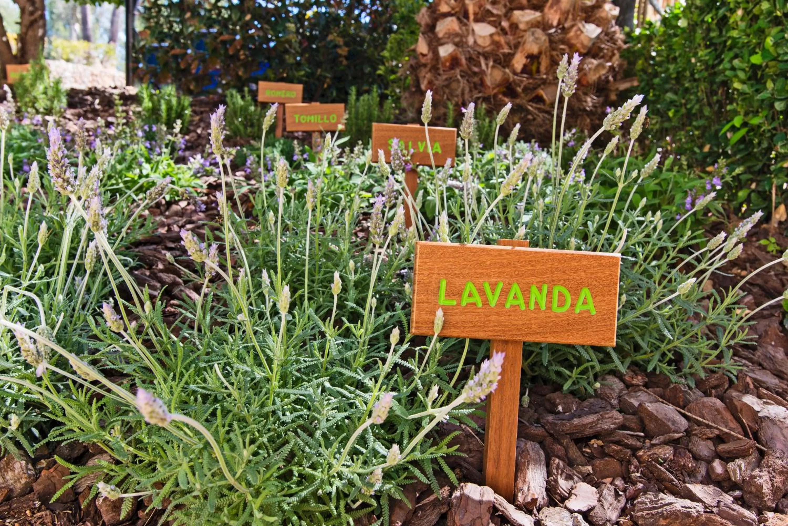 Spa and wellness centre/facilities in Lindner Hotel Mallorca Portals Nous, part of JdV by Hyatt