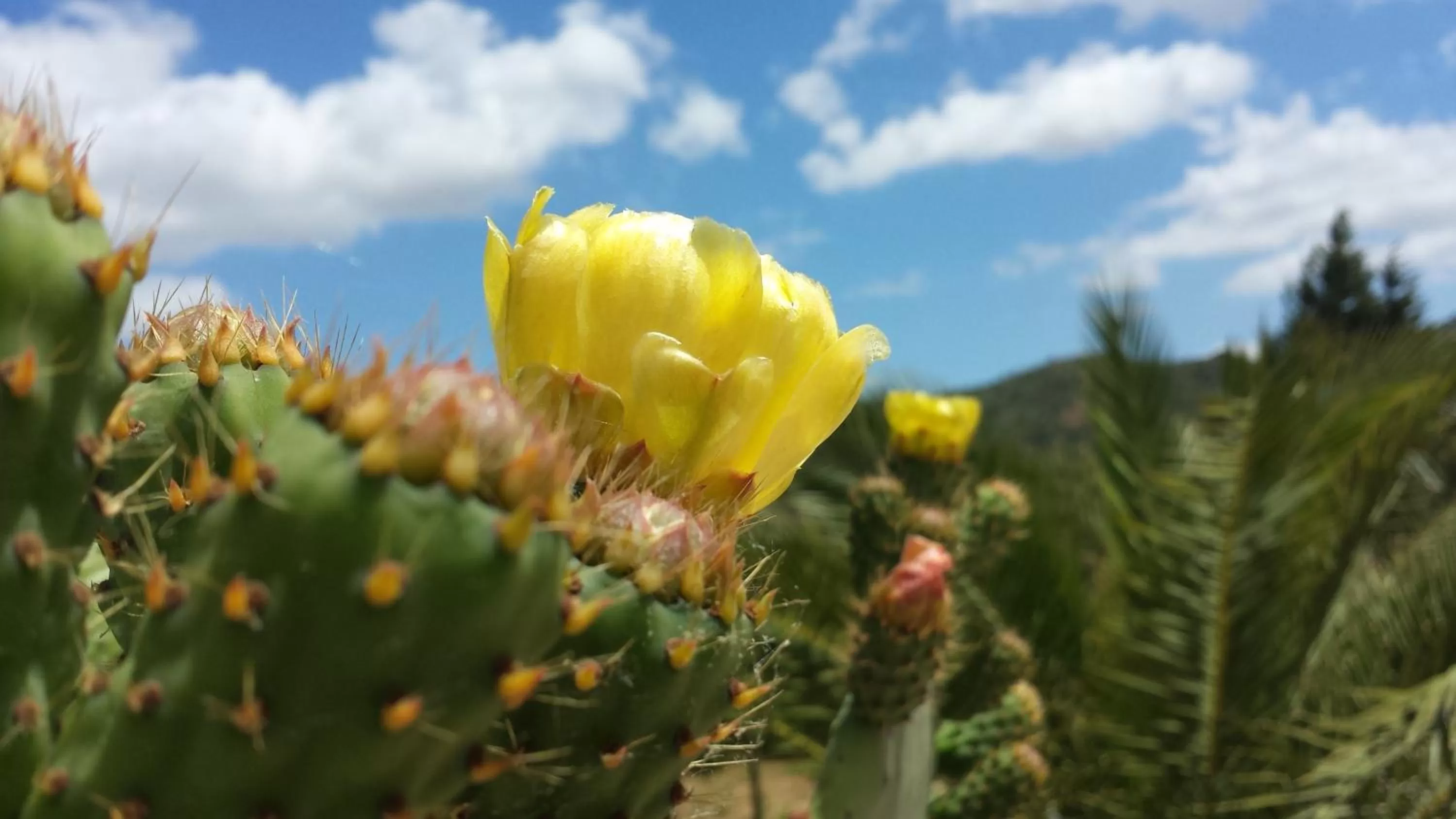 Garden view in La Suite Di Segesta
