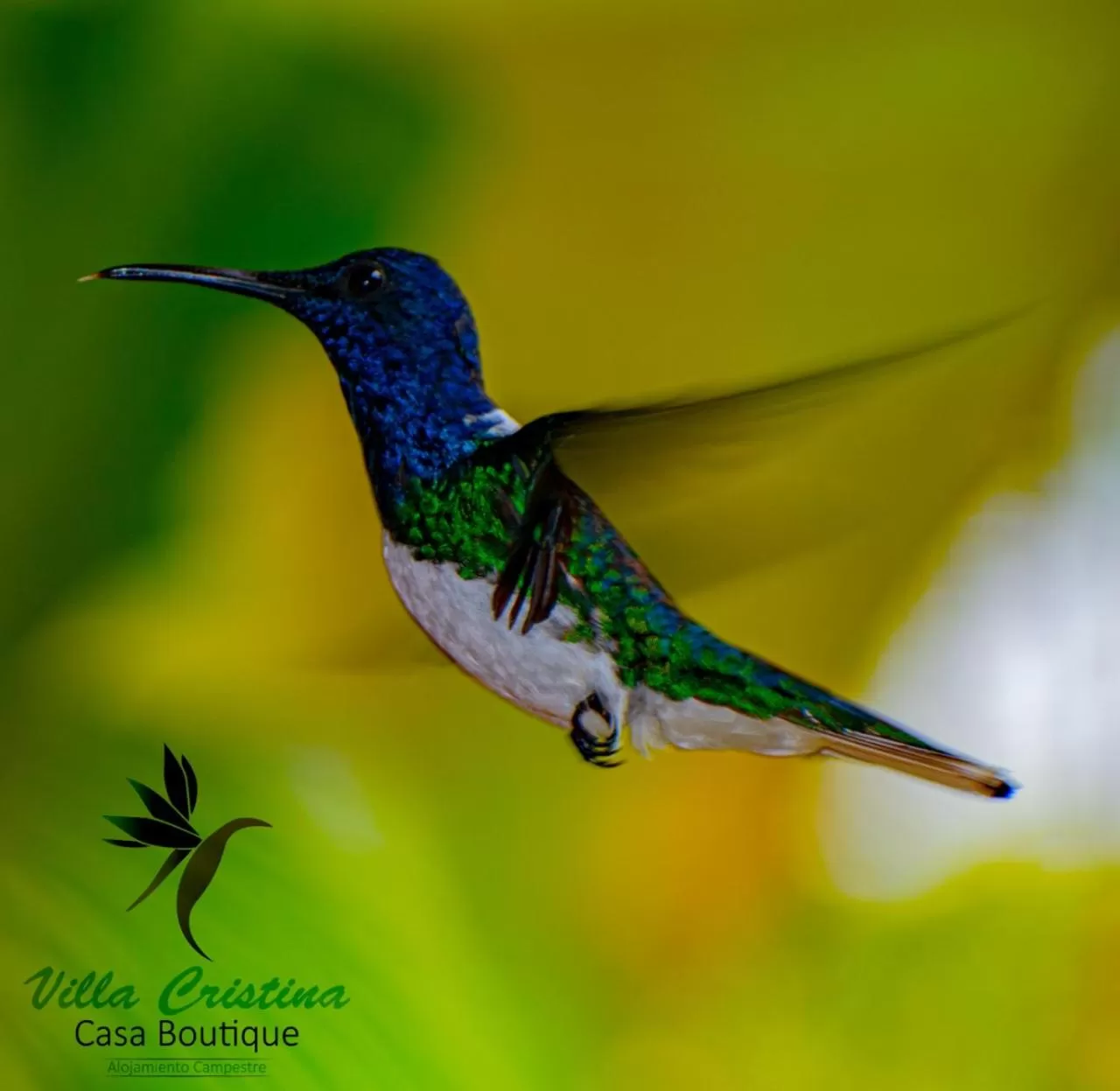 Animals in Villa Cristina - Casa Boutique