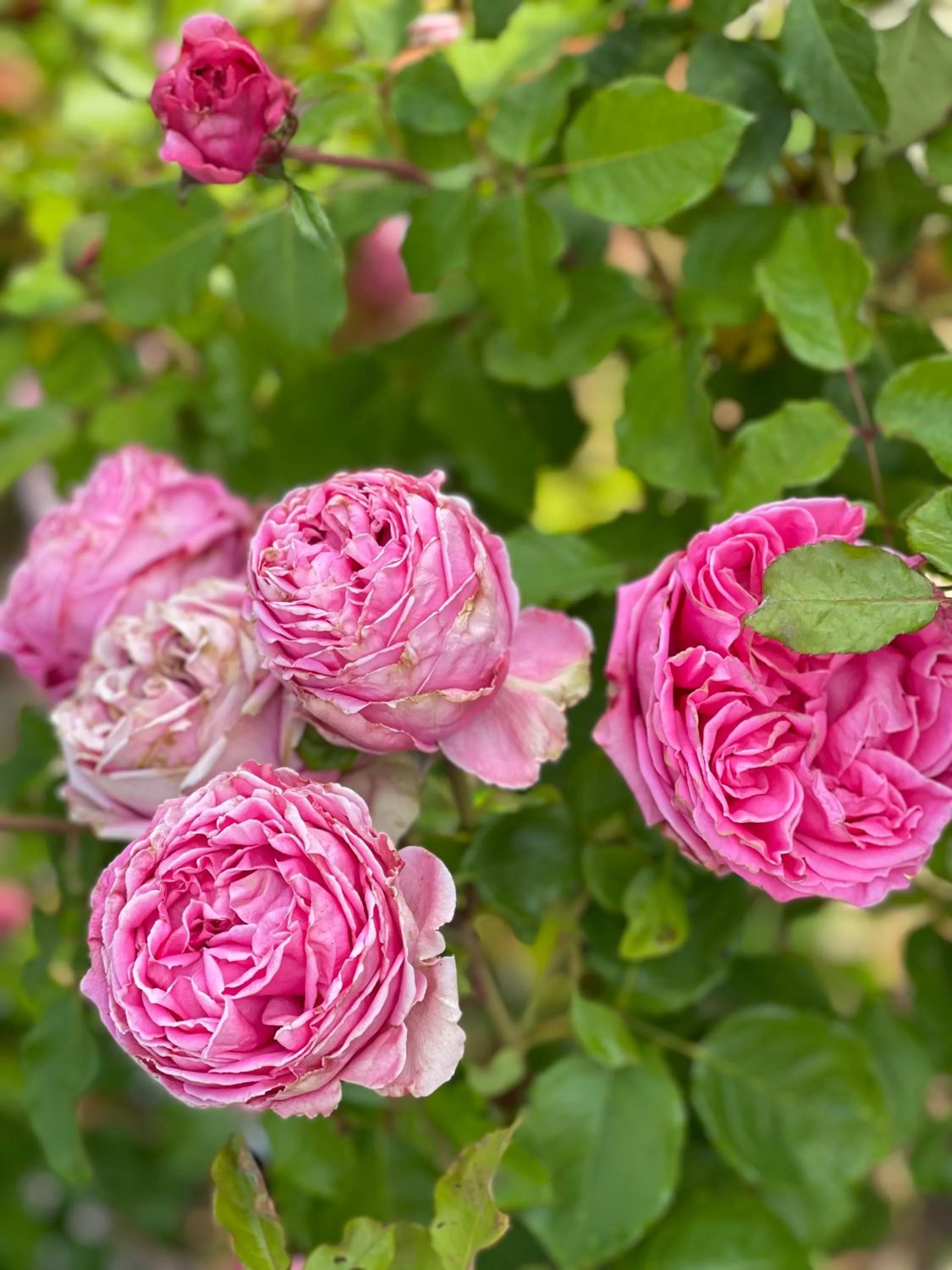 Garden in Chardonnay Lodge