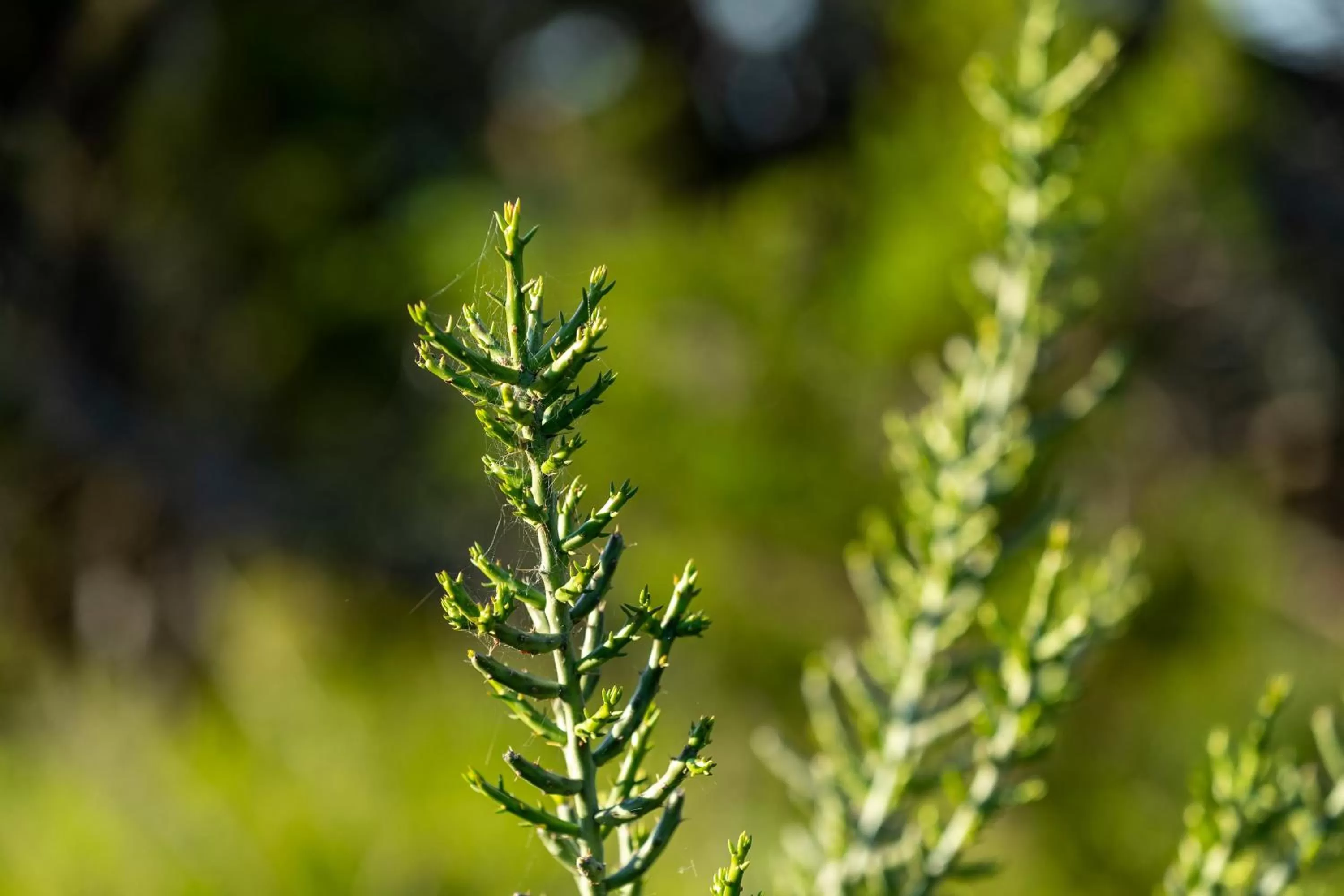 Spring, Other Animals in Wildcatter Ranch and Resort