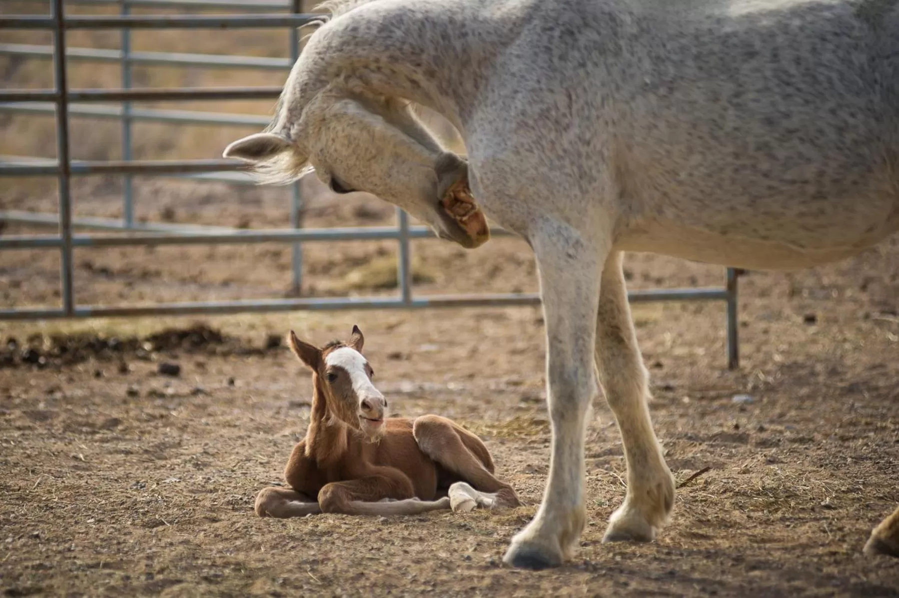 Property building in Amargosa Opera House & Hotel