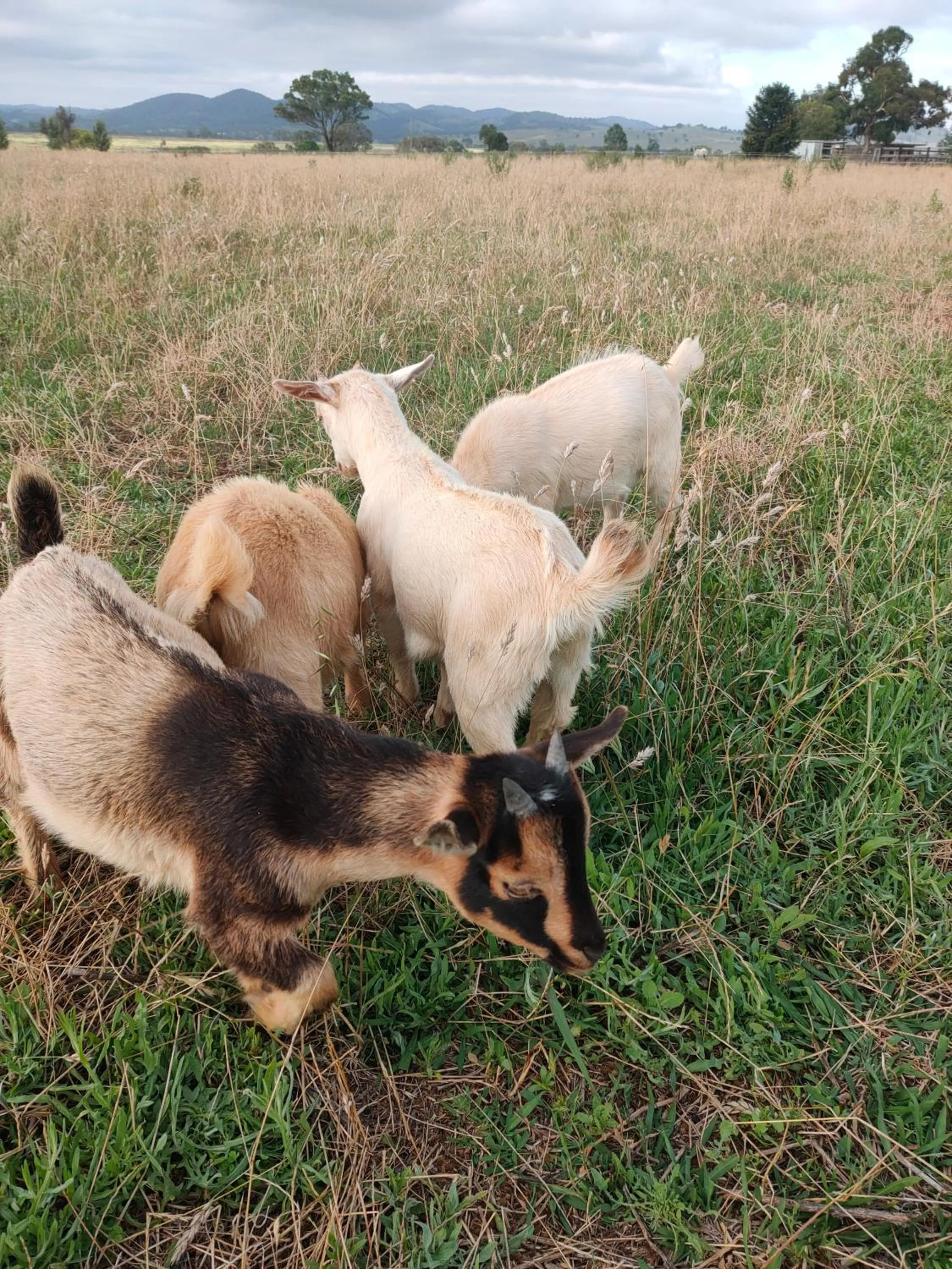 Garden in Owl Head Lodge