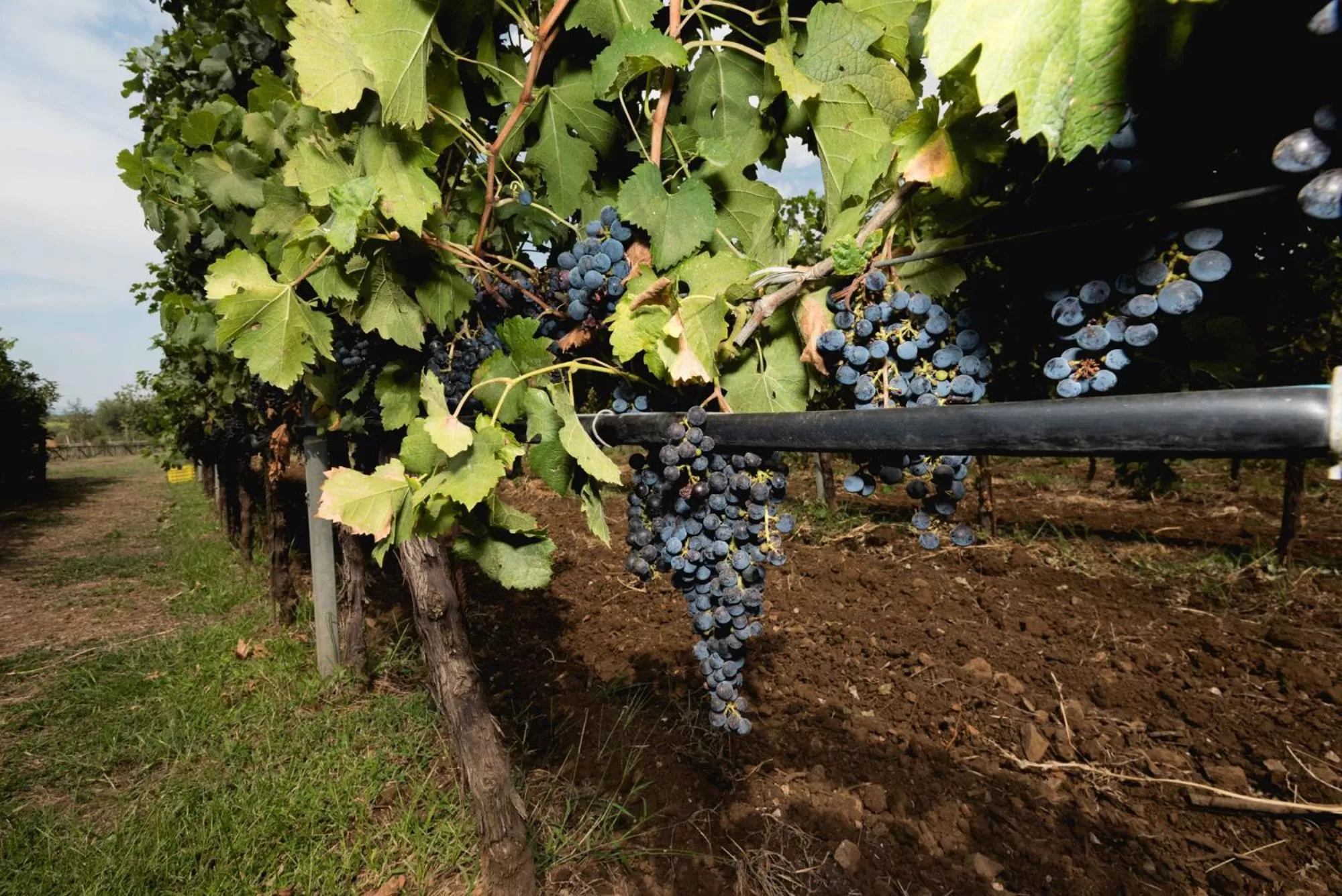 Nearby landmark in Antico Borgo Molino 7cento vicino ai Giardini di Ninfa