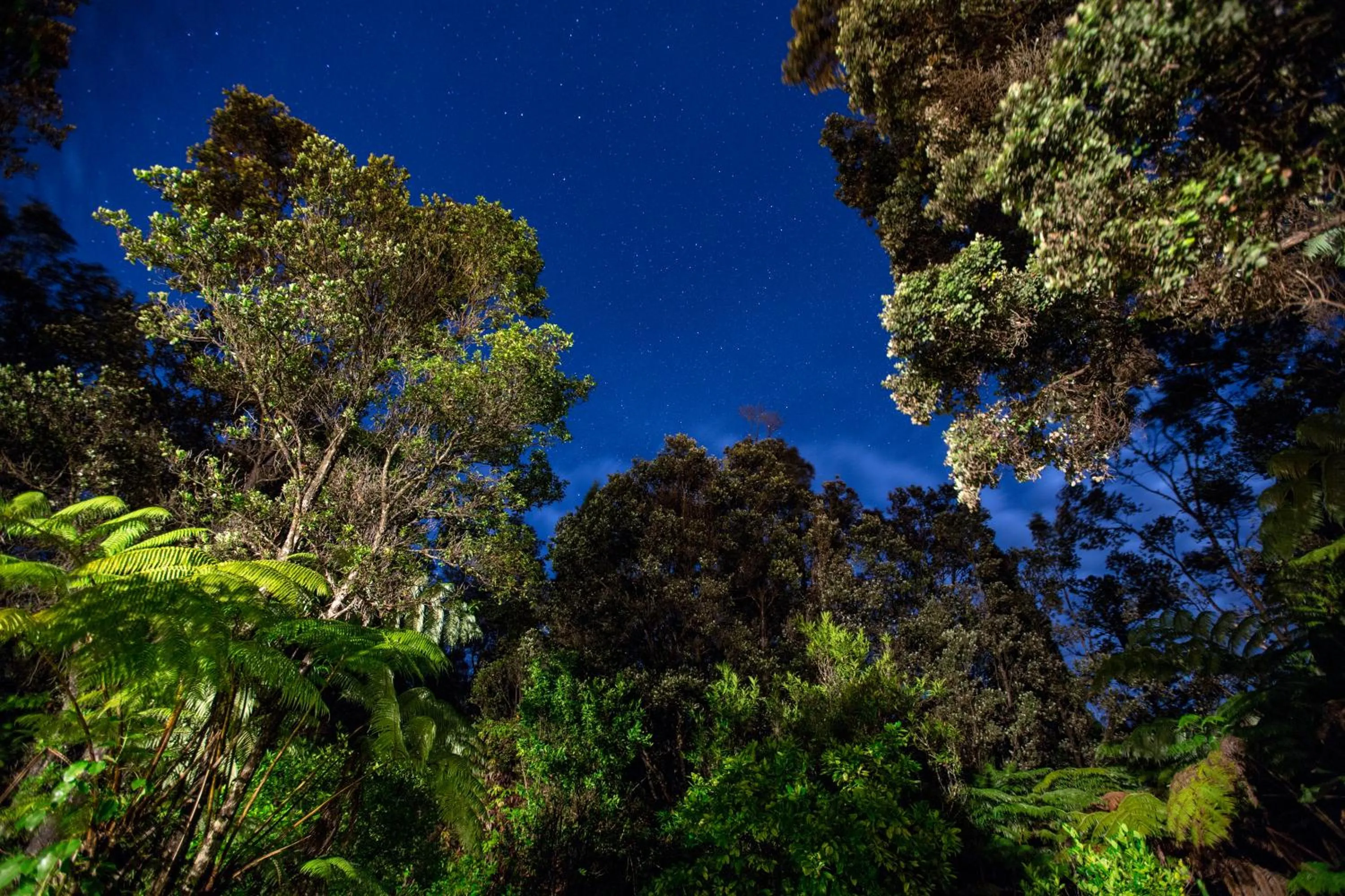 Garden in Lokahi Lodge