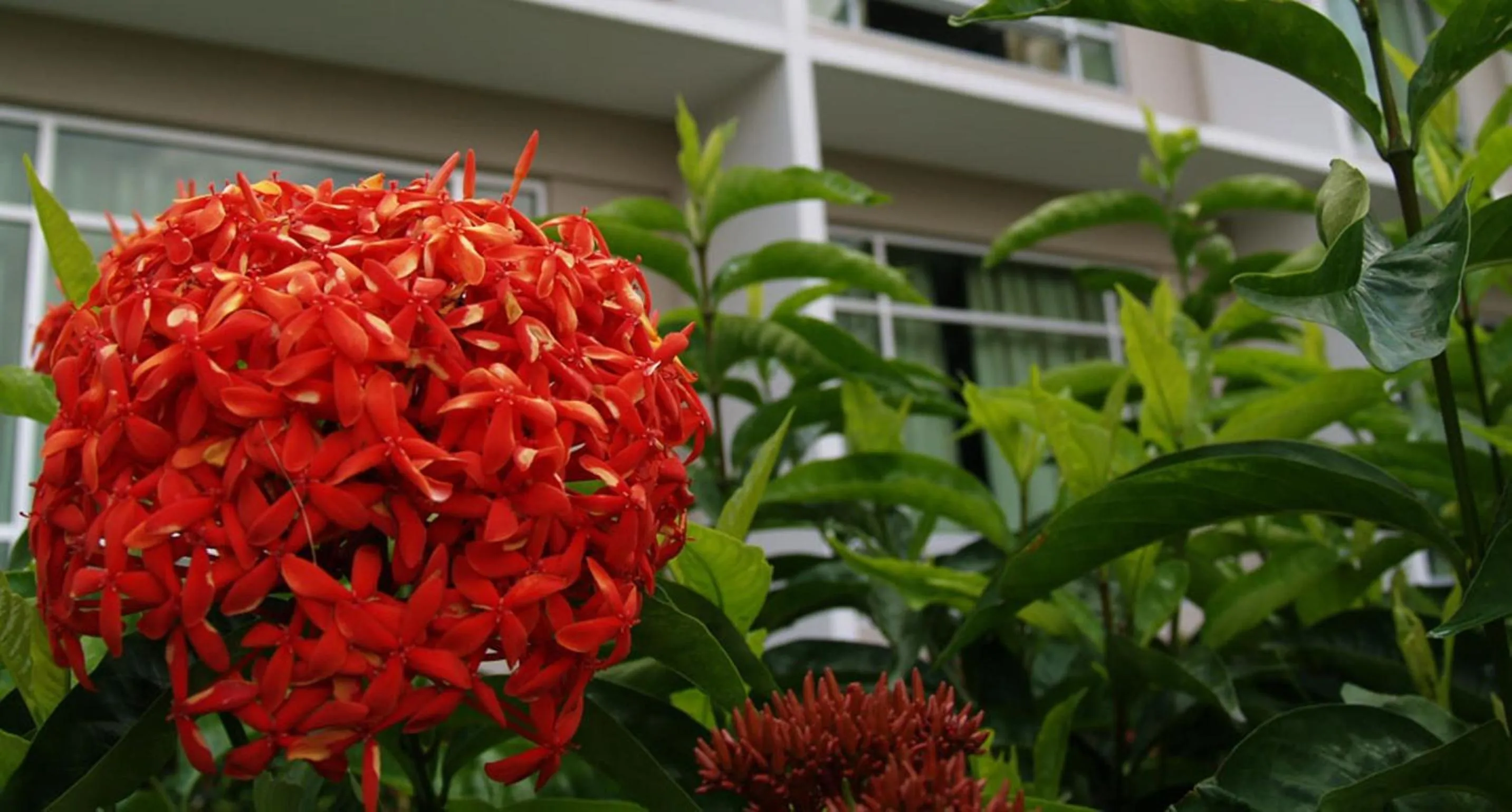 Garden in Straits View Hotel JB