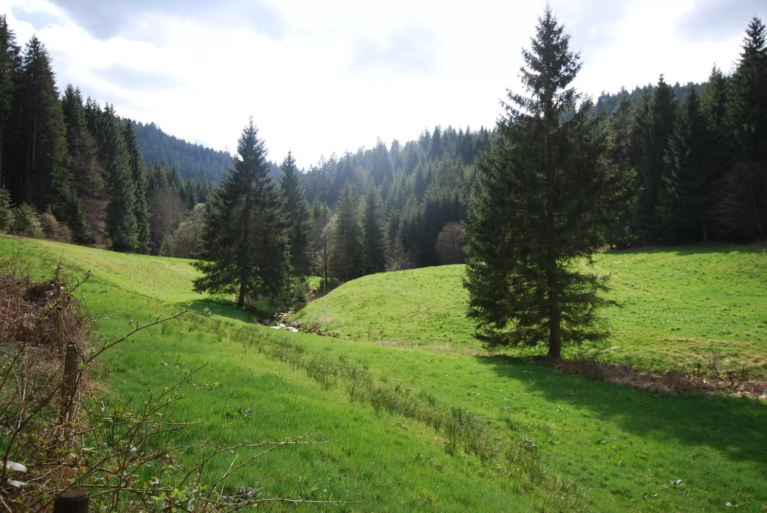 Natural landscape in Hotel Adler
