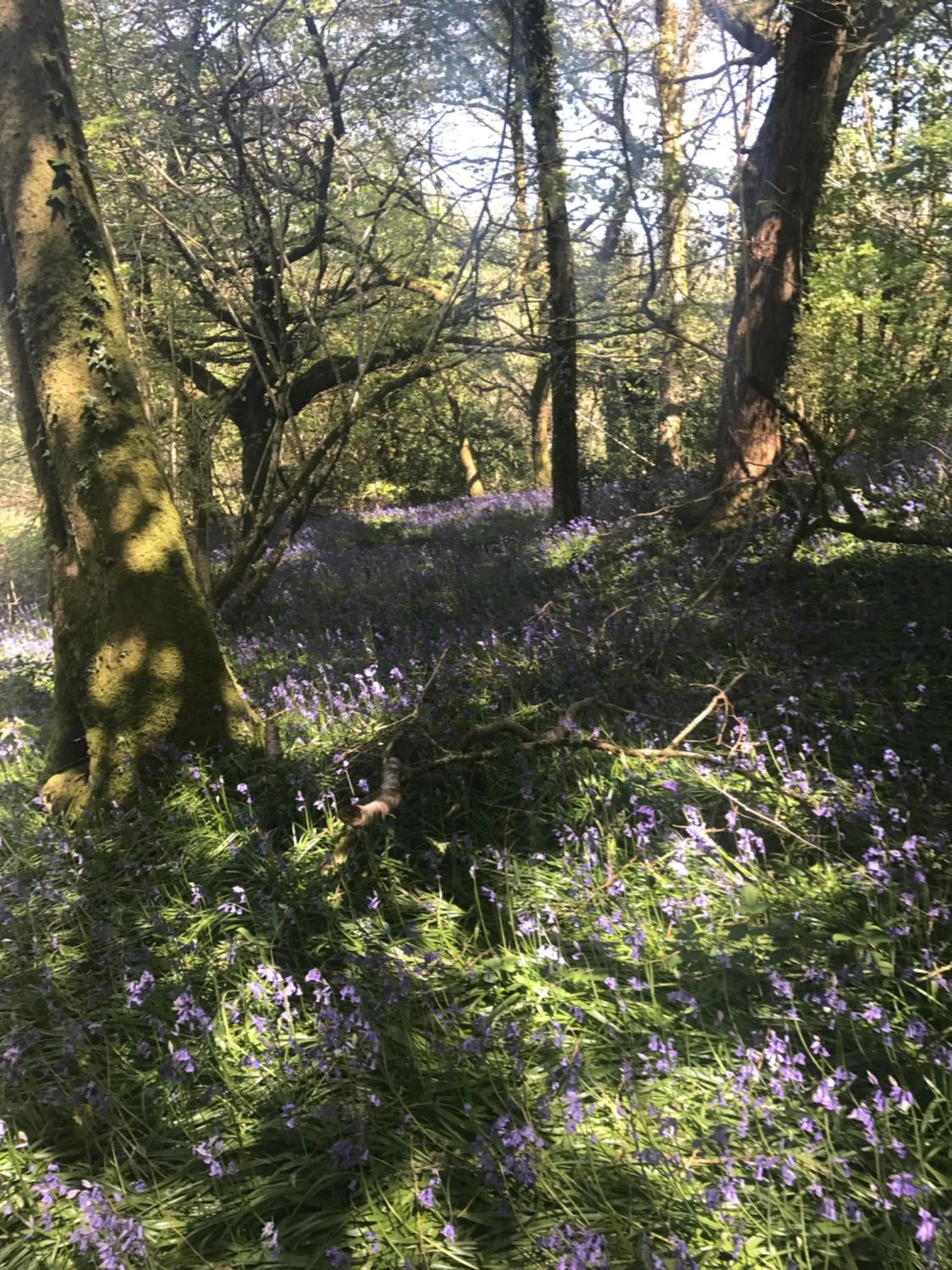 Natural landscape in Henllys Estate B and B
